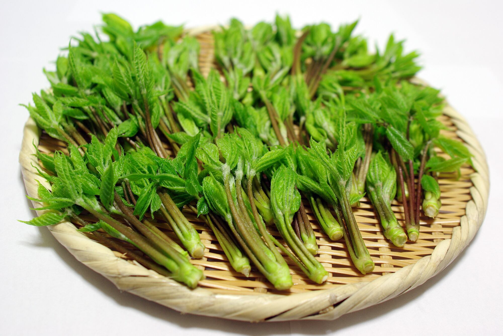 山菜コシアブラ タラの芽セット コシアブラ通販専門店 Ancl Farm