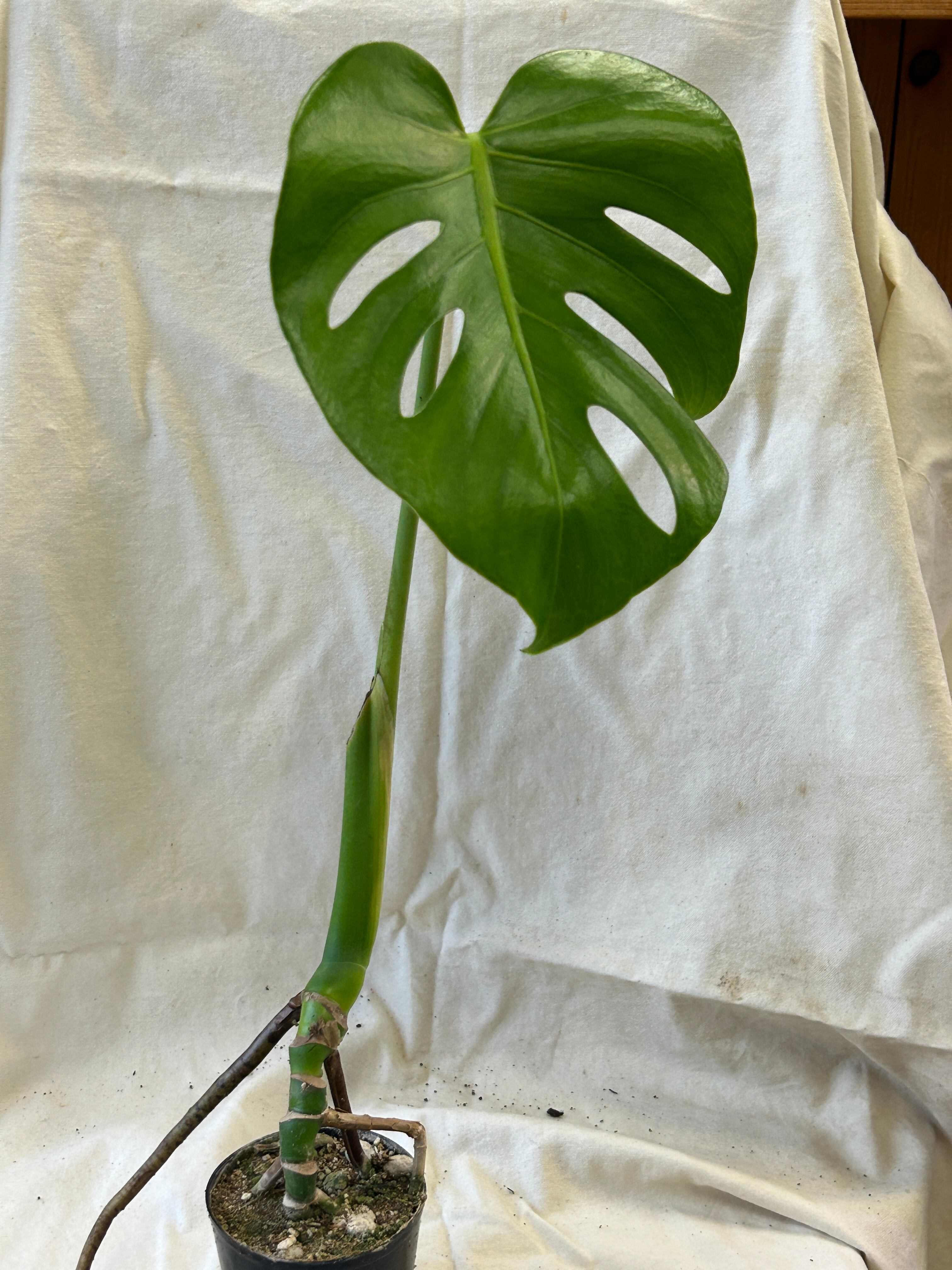 斑入りモンステラ　根上がり　幹上がり モンステラを根立ち（根上がり）に仕立てる - 私のモンステラ