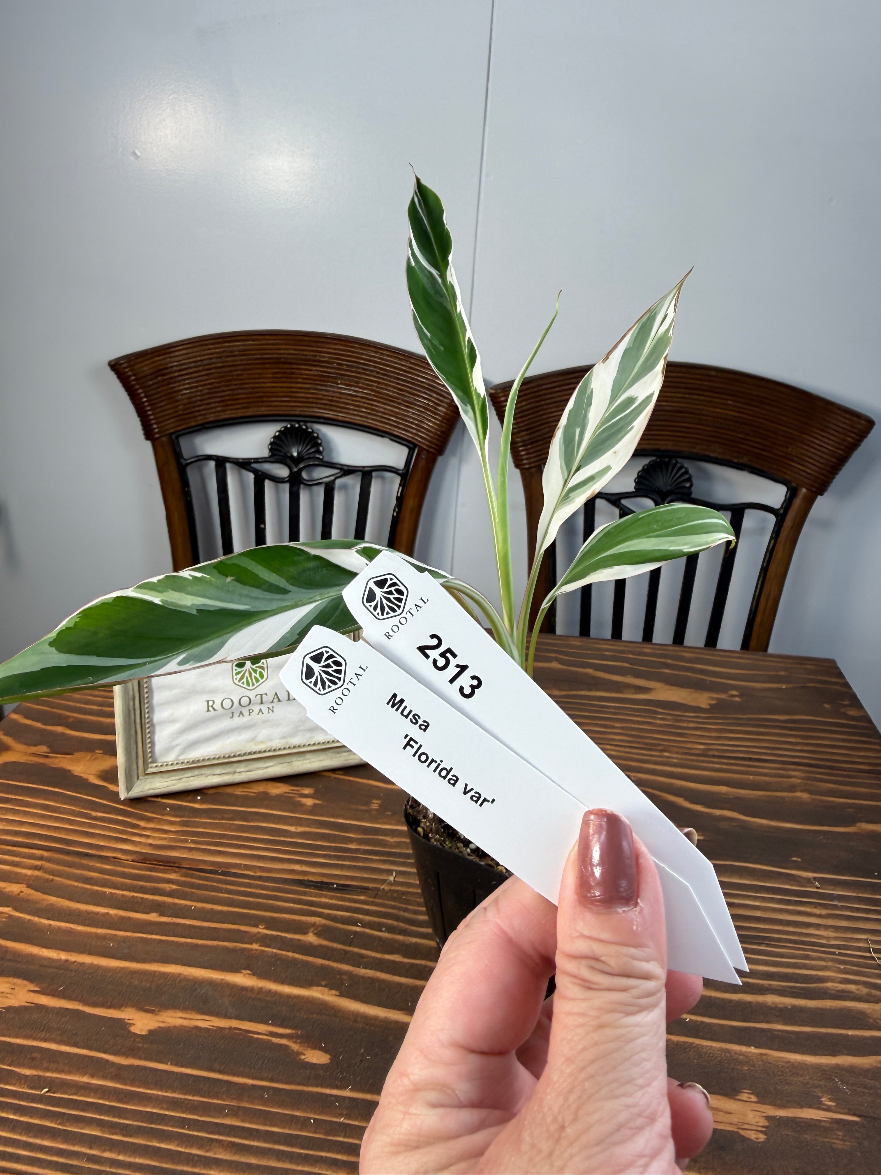 ★2513【南国の風を感じる株】ムサ フロリダバリエガータ(3号ポット)※少々葉染みあり