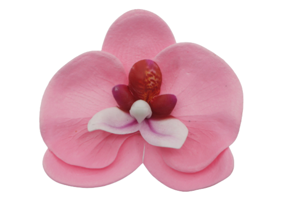 胡蝶蘭E-P4 薄ピンク (9輪入りor25輪入り)