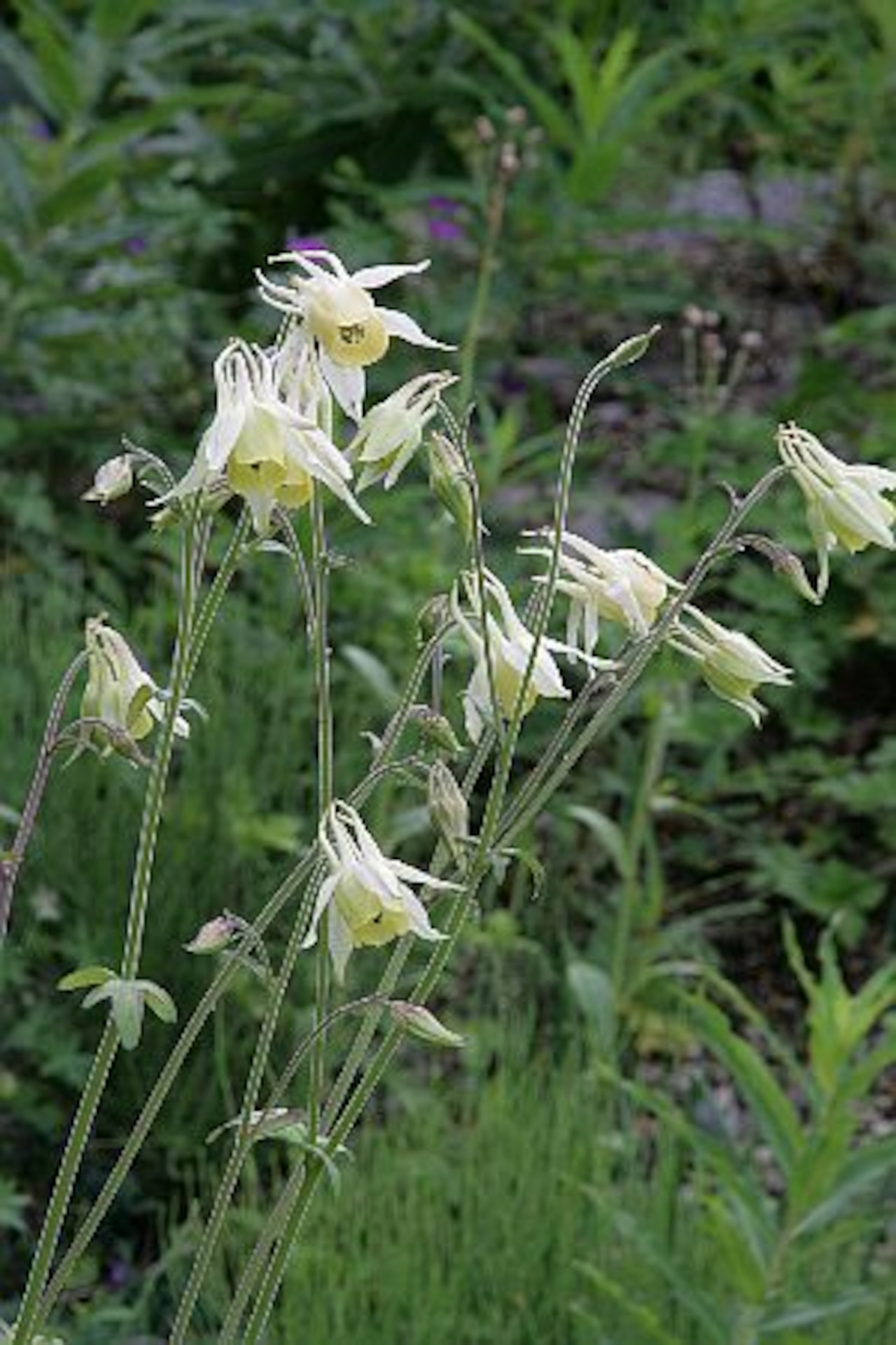 キバナノヤマオダマキ(黄花山苧環)7,5cm〜9cmポット苗 【山野草 花苗 初心者 簡単 日向 ガーデニング 多年草 宿根草 ロックガーデン】の画像01