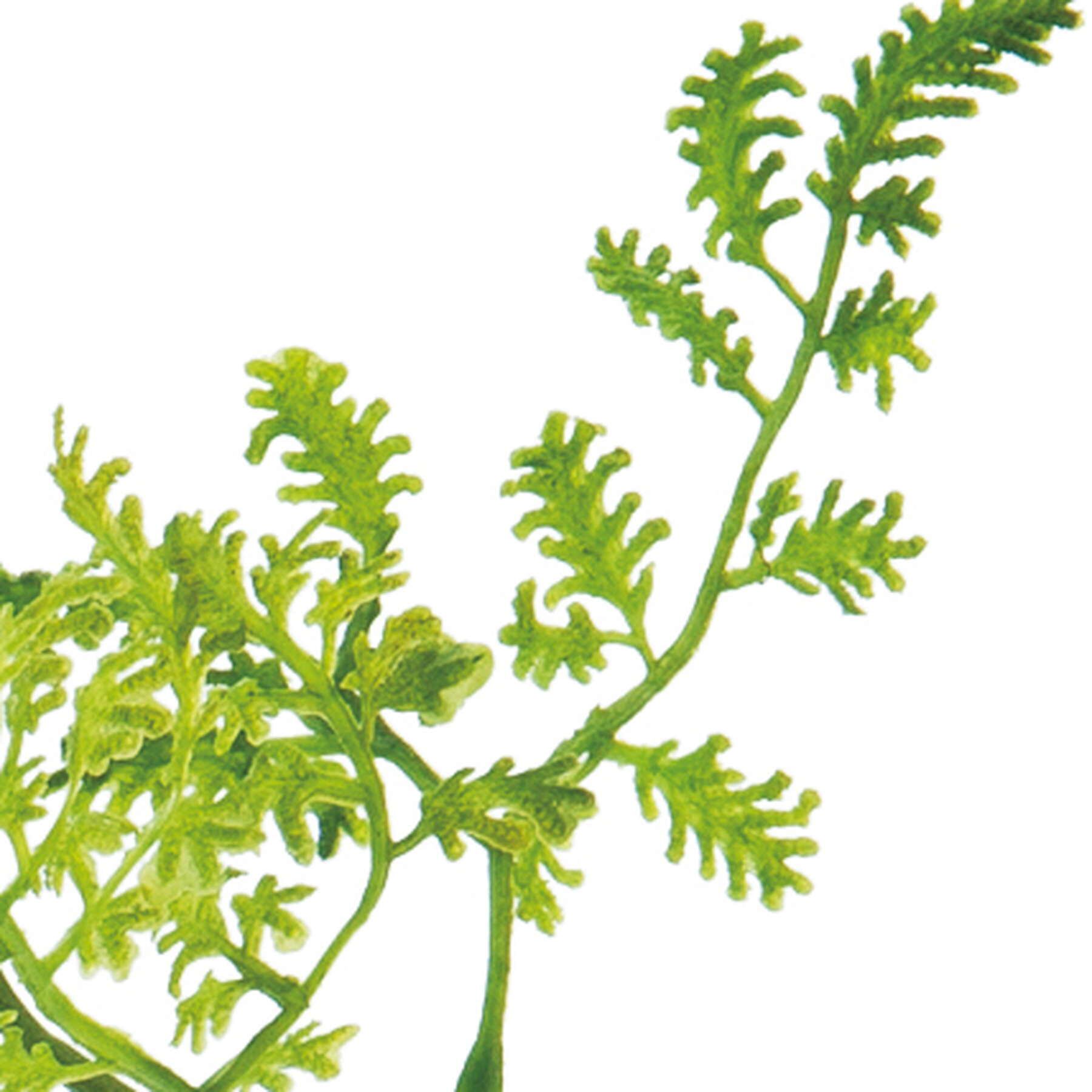 ミニファーンバインピック　グリーン系　FG-4490GR　4961823621017　造花（アーティフィシャルフラワー） > 定番造花グリーン（素材）