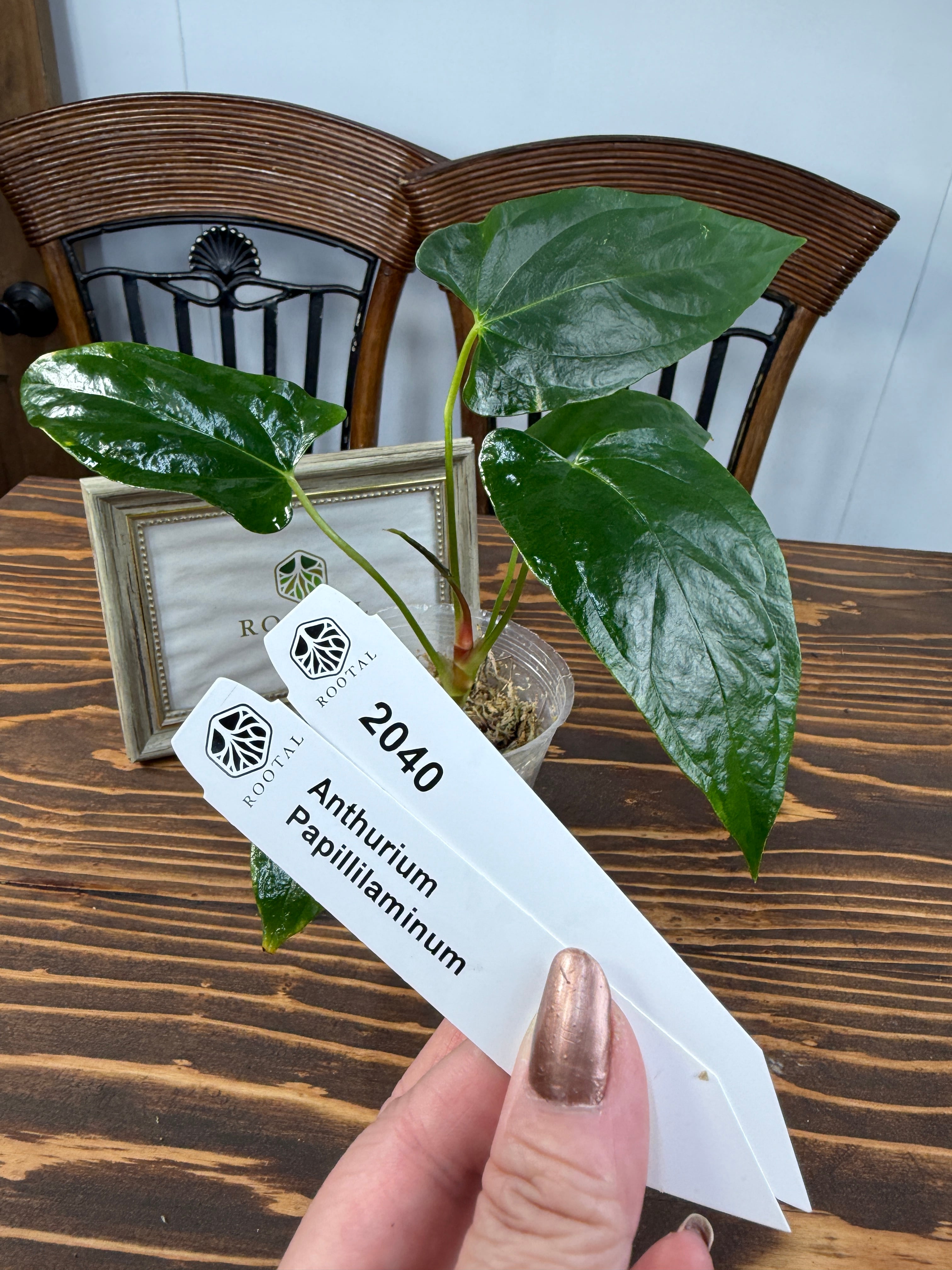 アンスリウム | ROOTALPLANTS