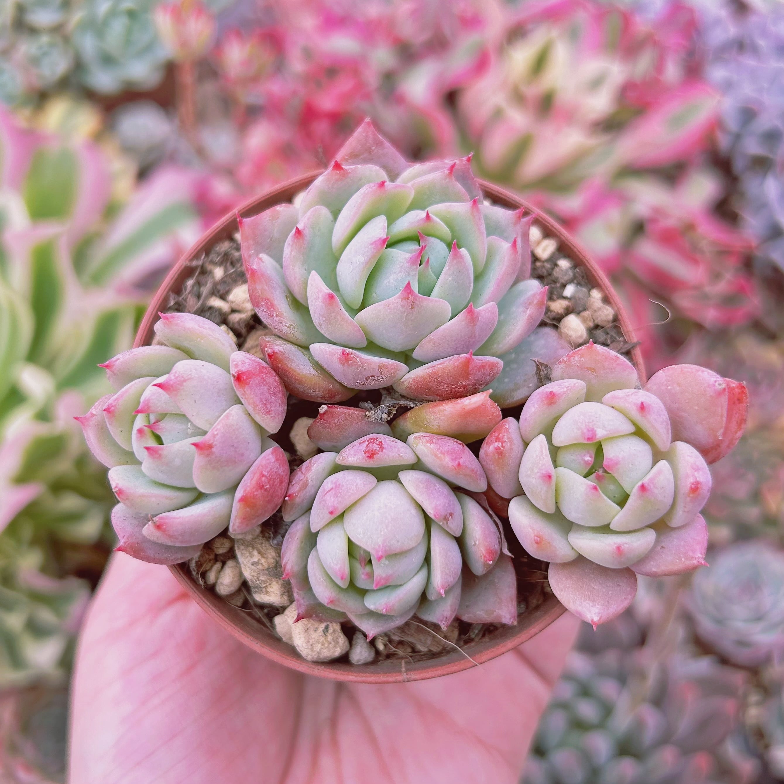 #091現物　多肉植物　 プリズム　抜き苗