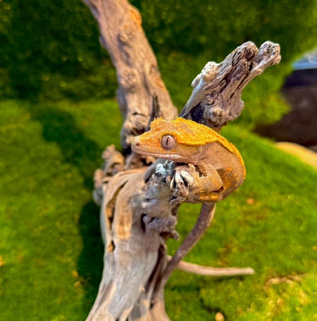 クレステッドゲッコー・ハーレクィーン