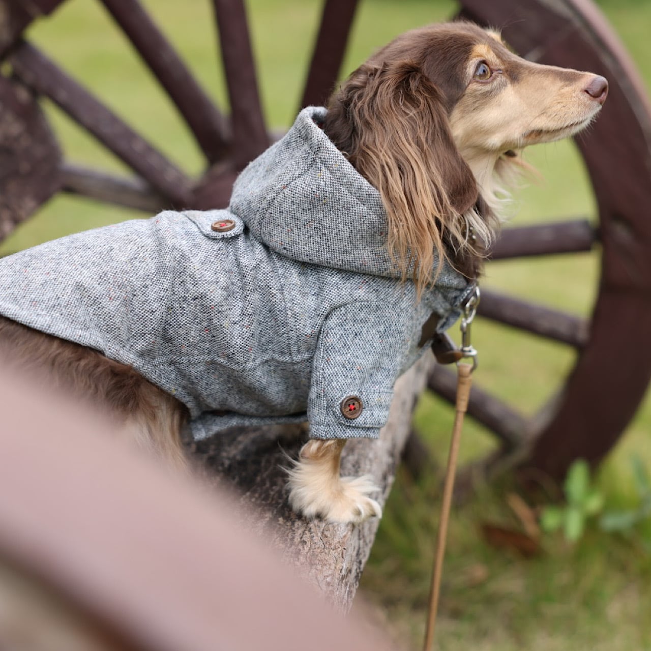 ダッフルコート 2024-2025 | カニンヘンダックスとミニチュアダックス