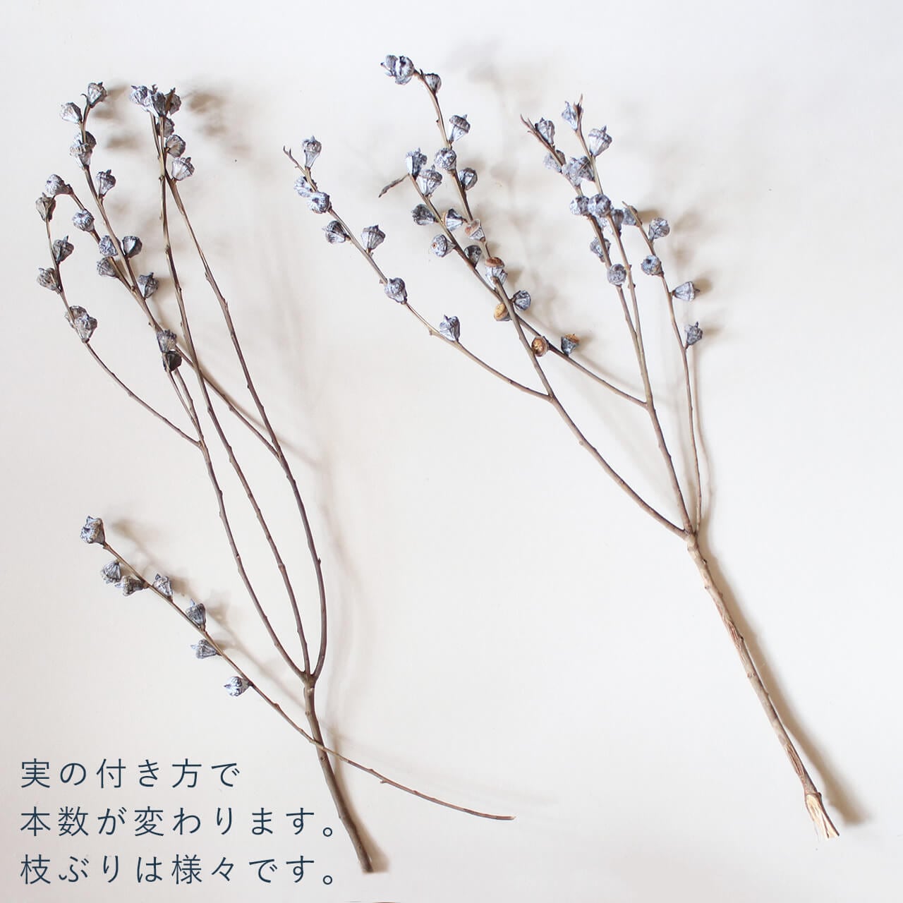 ユーカリ グロボラス 実付 / 葉付き ・ 葉なし / ドライフラワー