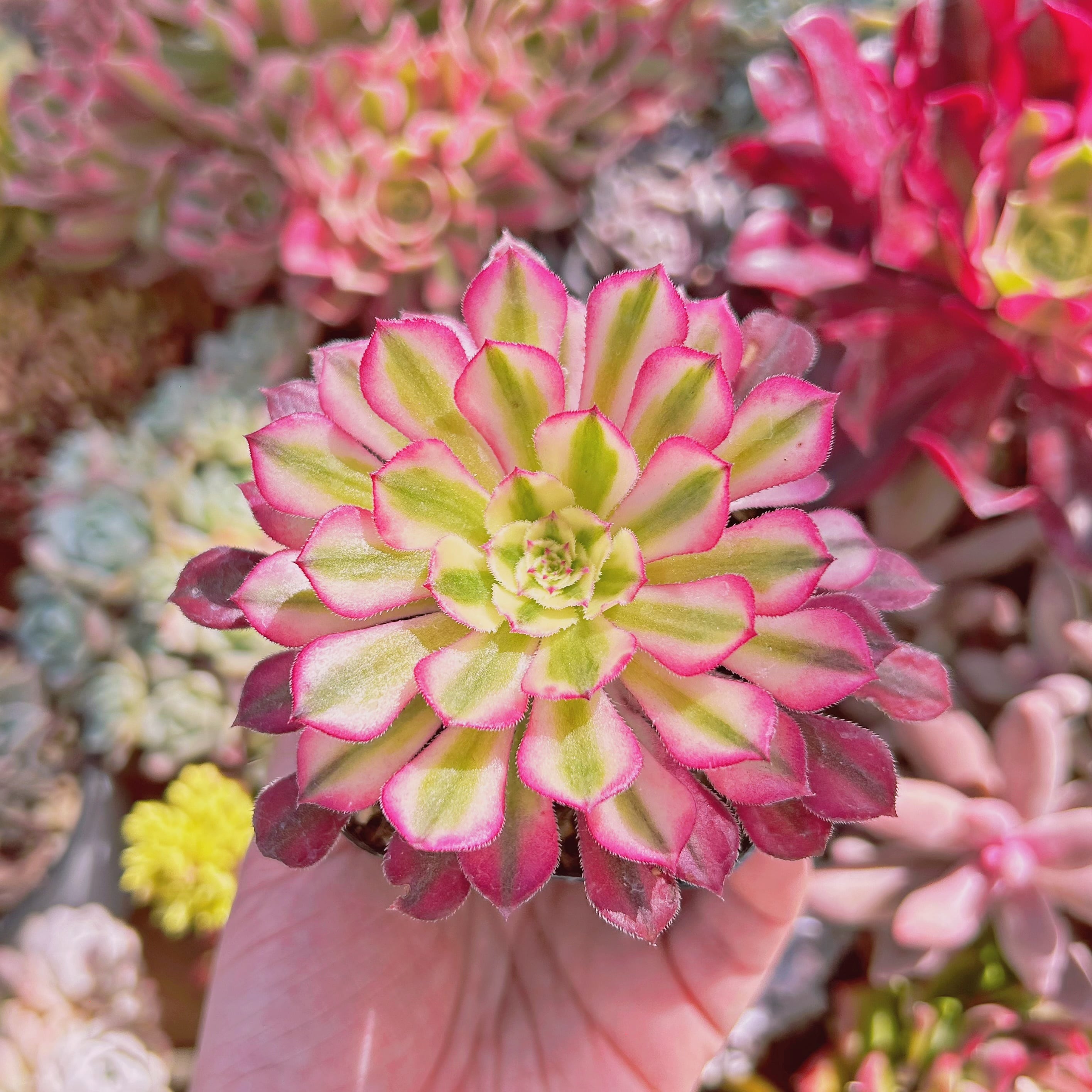 多肉植物 Aeonium ブラックチェリー 抜き苗 | るる農園~多肉植物専門