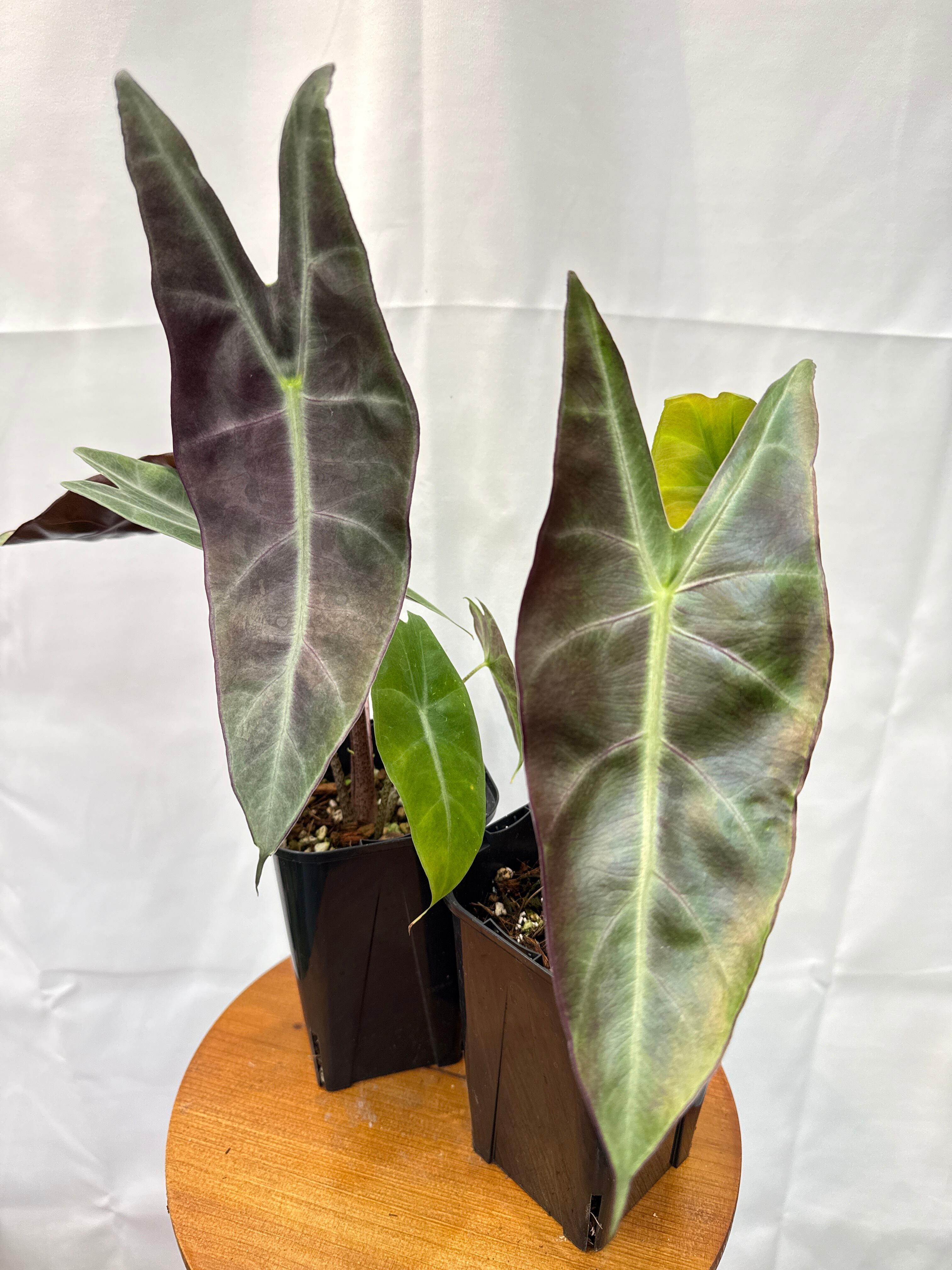 おひとり様1株まで］Alocasia purple back sp Miri Salawack Malaysia