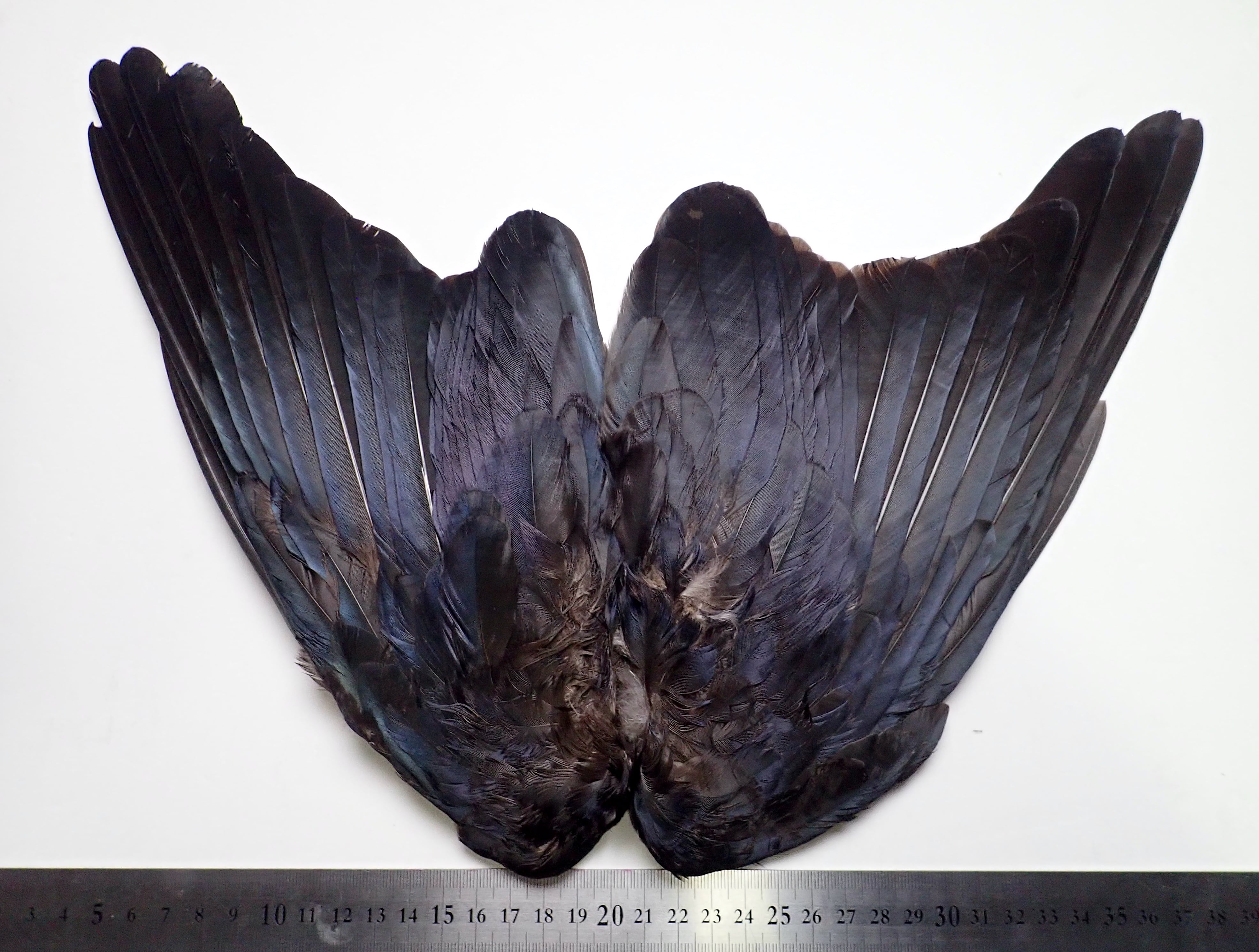 Crow | Anglefield Fly Supplies