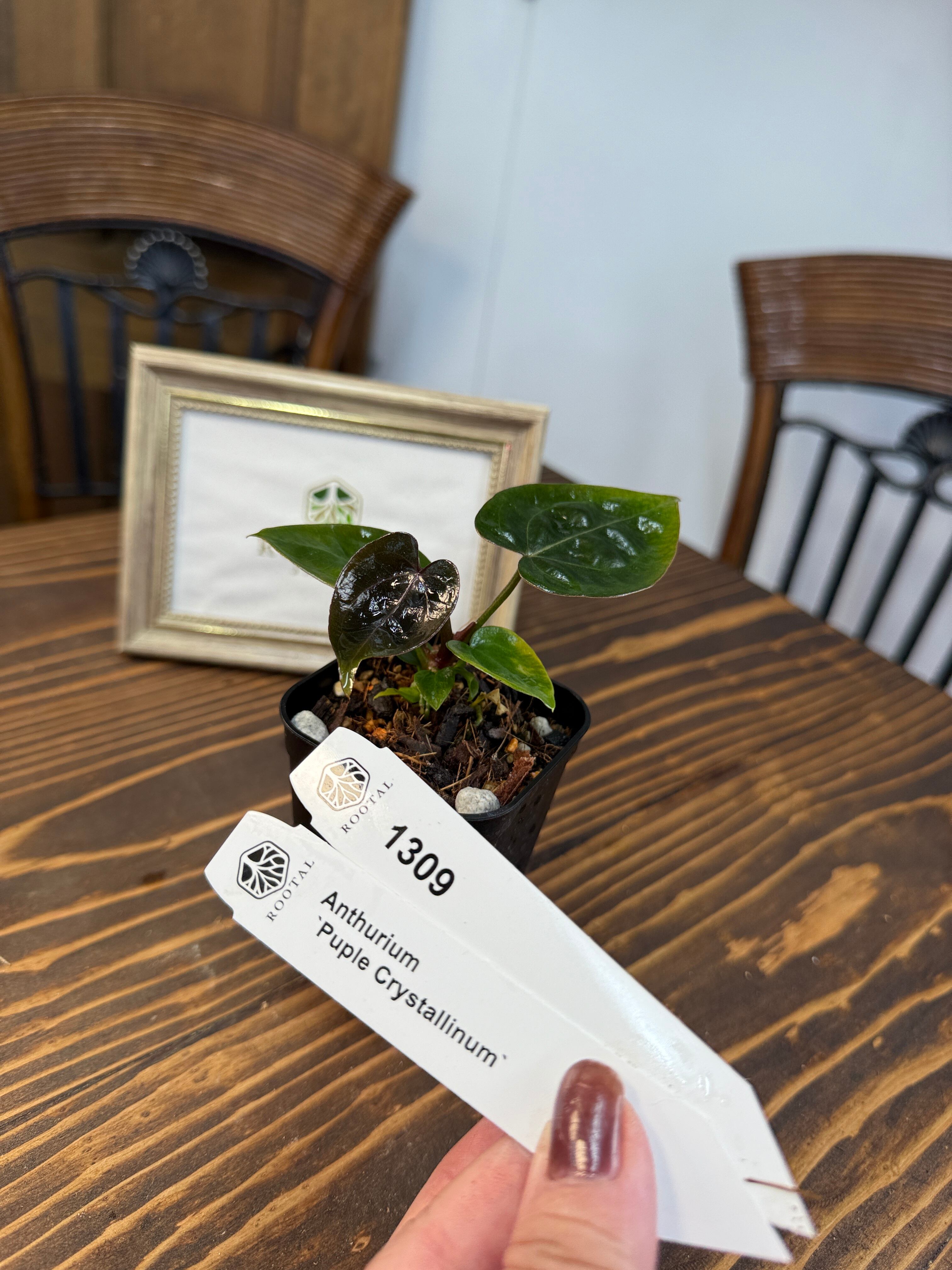 アンスリウムコンプリート アンスリウム | ROOTALPLANTS