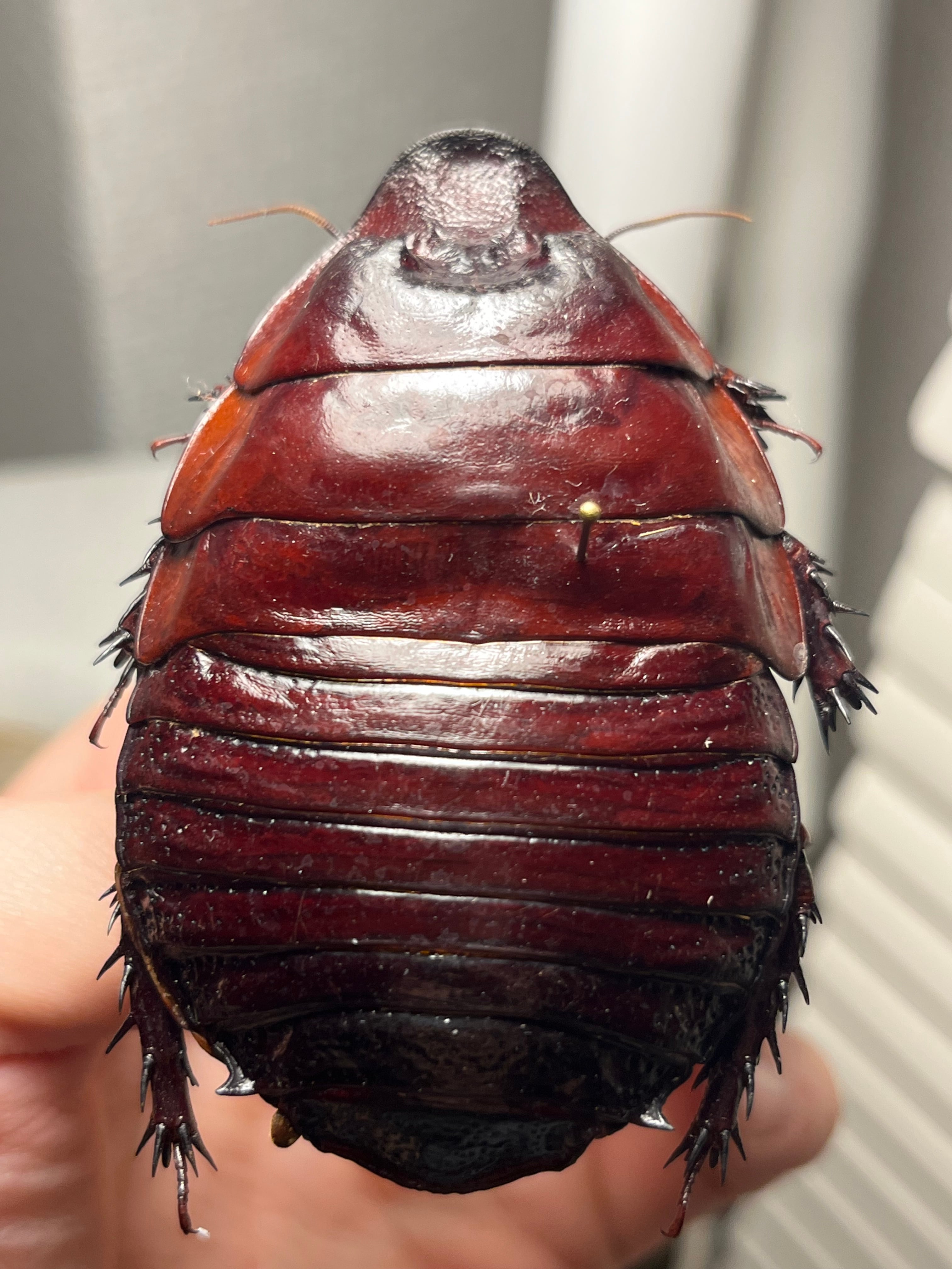 蜚開翅】ブラベルスギガンテウス ゴキブリの標本 レッドローチデュビア