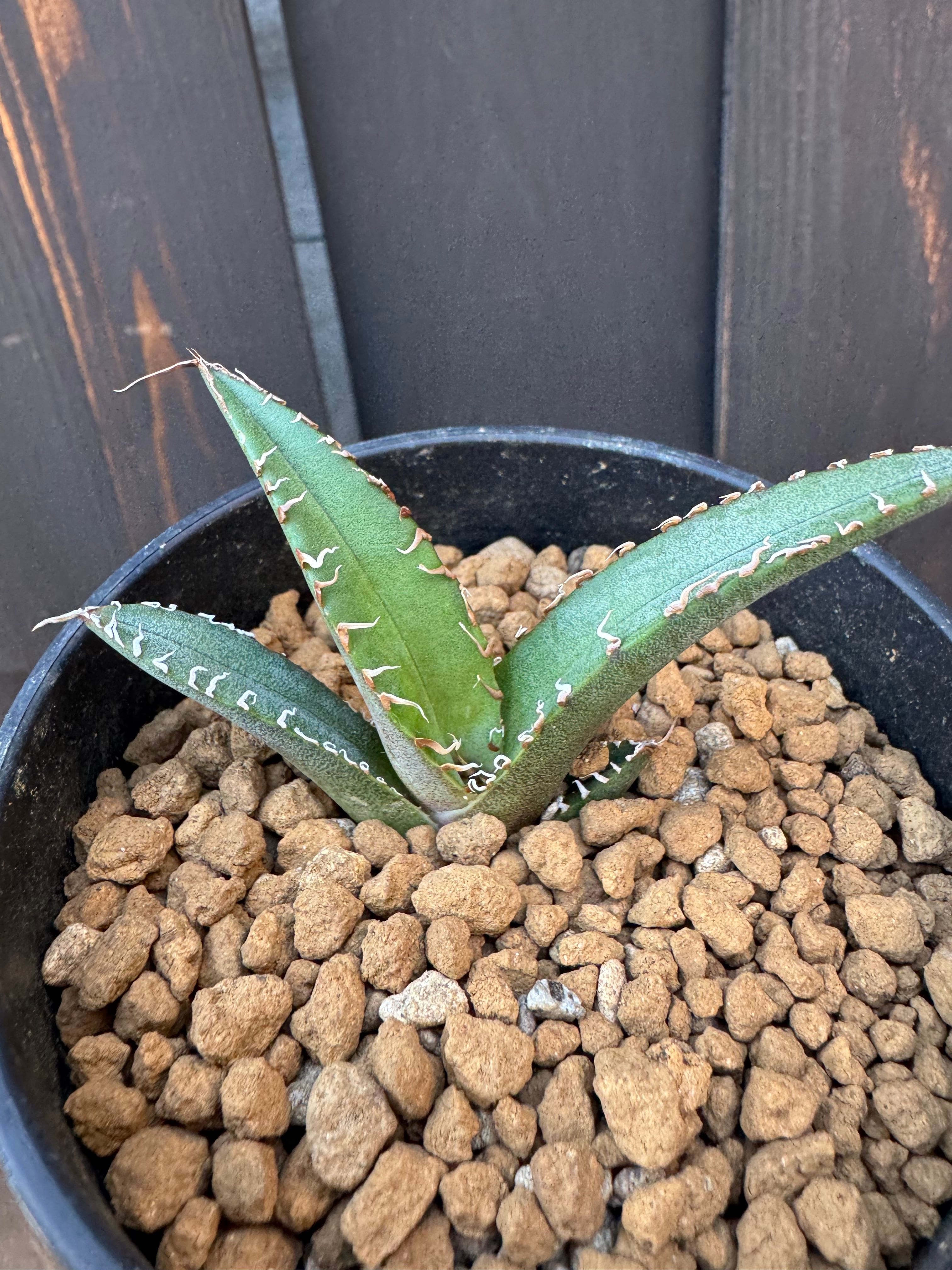 ①アガベ チタノタ シチリア産 子株 AGAVE TITANOTA 子株 悪魔くん