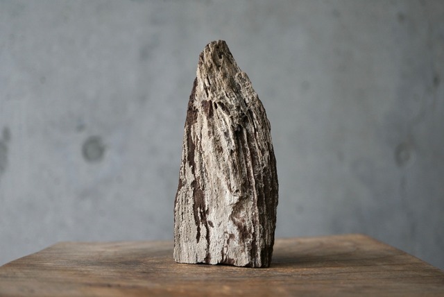 ドイツ産ドゥルージーペトリファイドウッド Petrified Wood / Quartz 1837