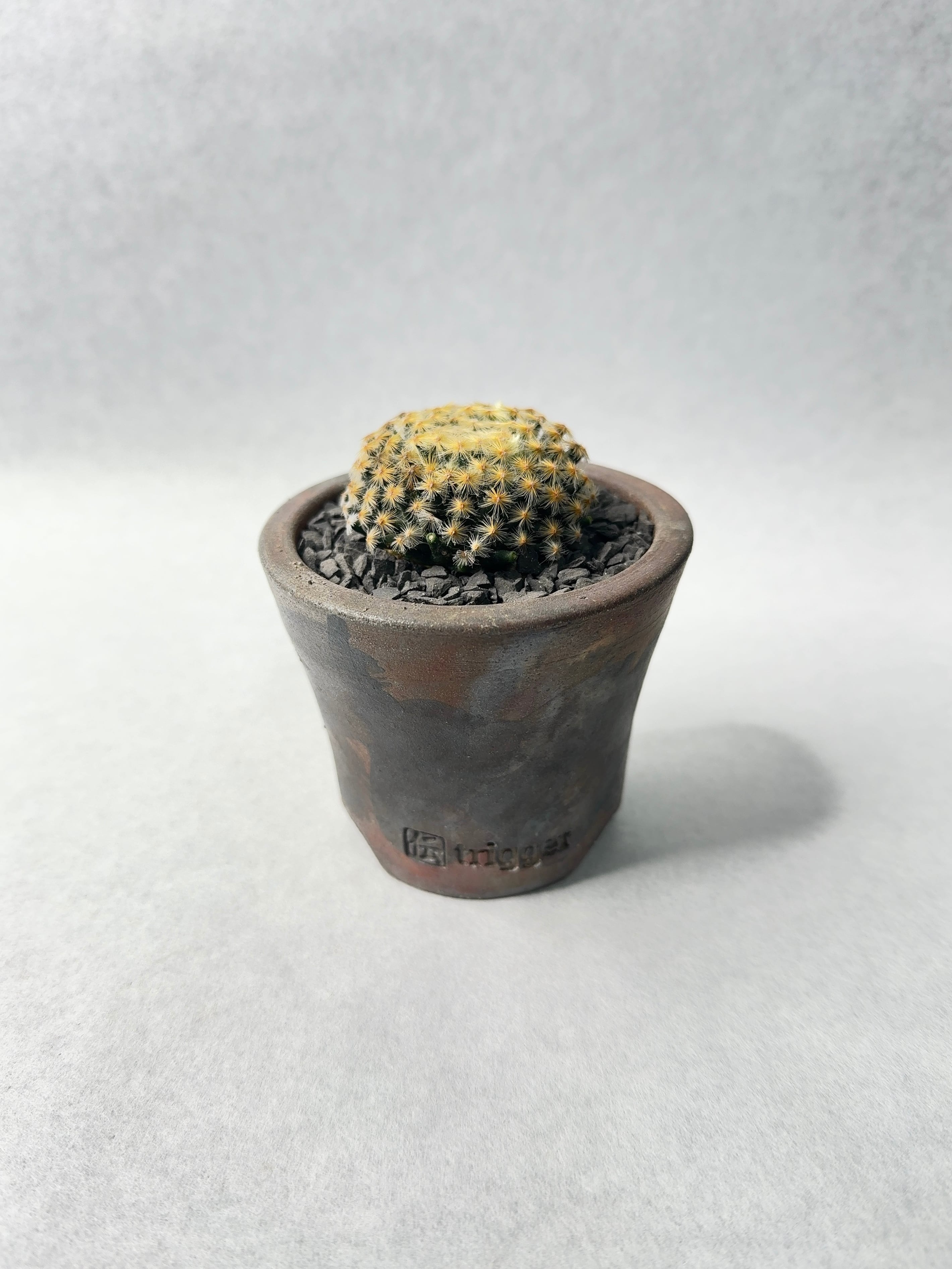 マミラリア・黄金明星 | trigger