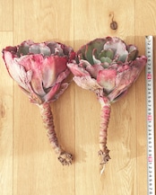 カット苗 ブルーローズ 巨大株 Echeveria 'Blue Rose'