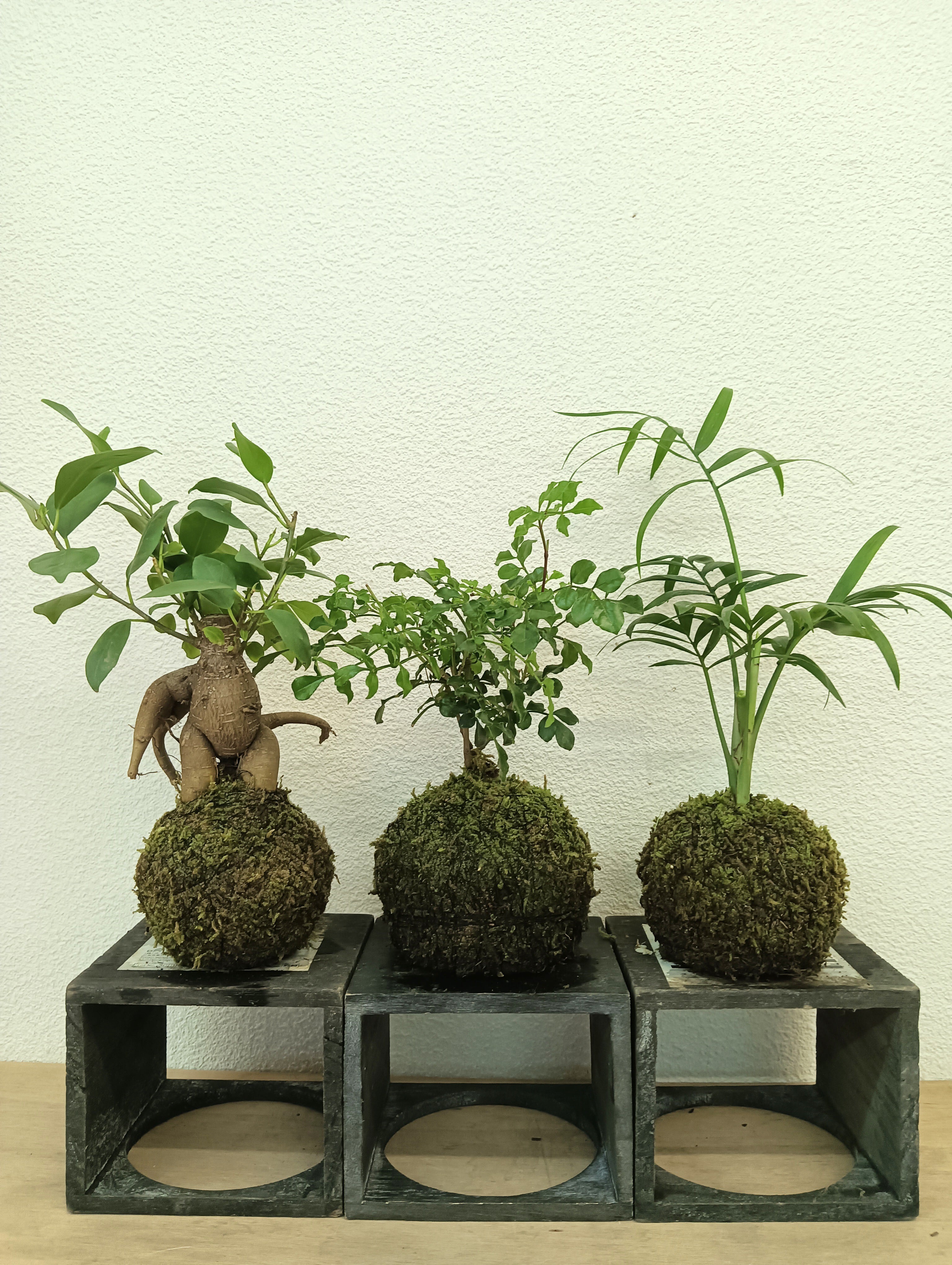 苔玉・苔 endo NORA spin off ノラスピンオフ ～阿賀の苔玉～ 旅する苔玉屋 苔玉・苔