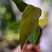 【希少】Anthurium Queen of Heart / アンスリウム クイーン オブ ハート⑫ / 観葉植物<育て方・花言葉>