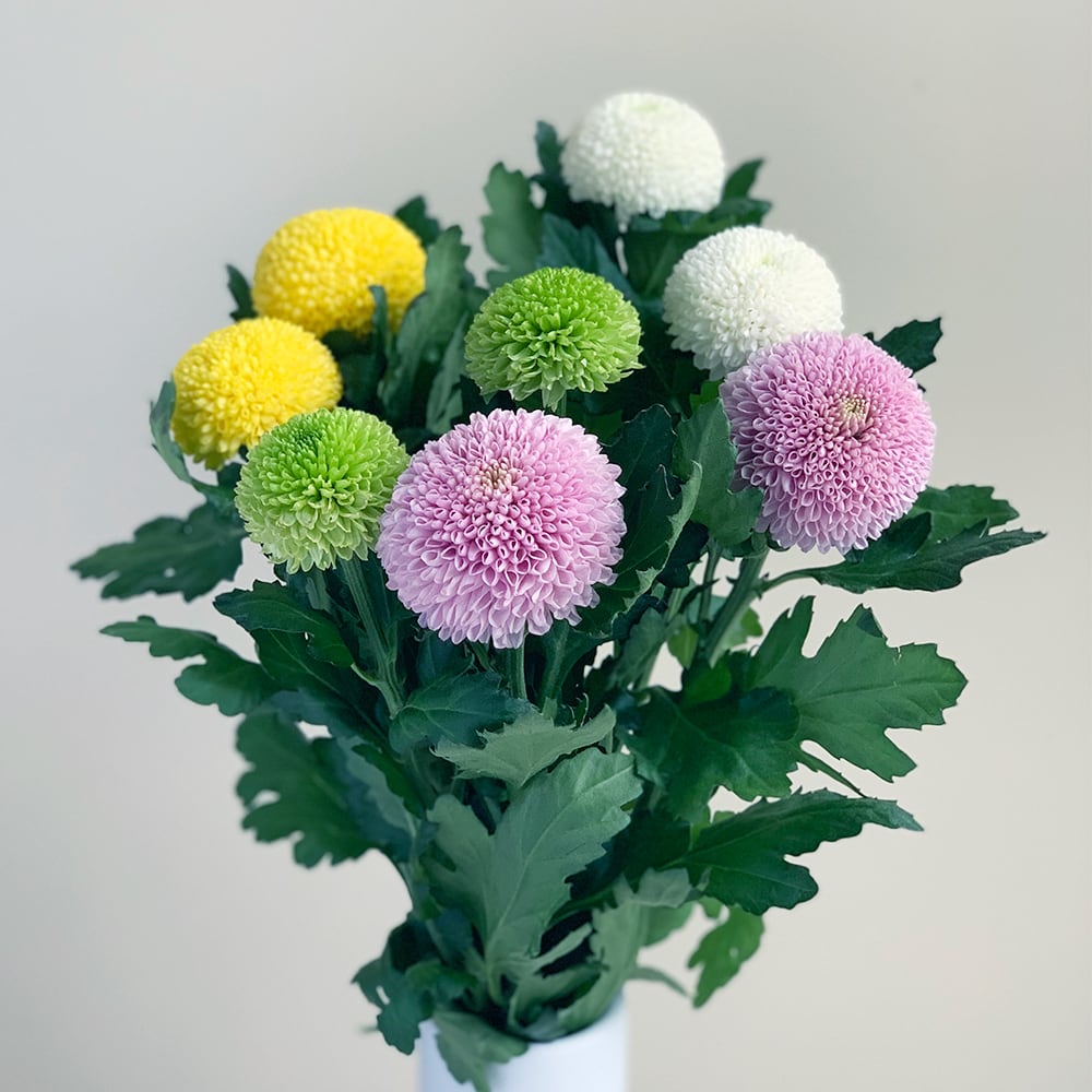 ピンポンマムmix８本 送料込み よいはな Yoihana 最高品質のお花をお届けするネット通販