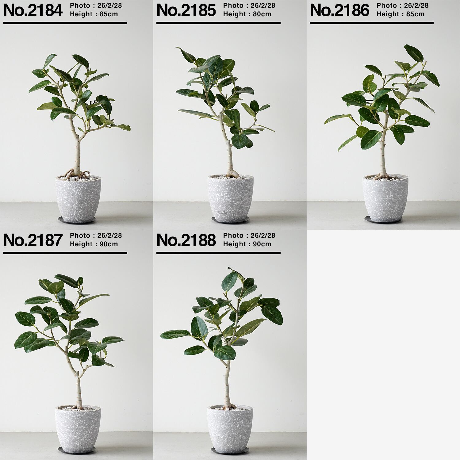 フィカス ベンガレンシス | AYANAS（アヤナス）｜観葉植物のセレクト