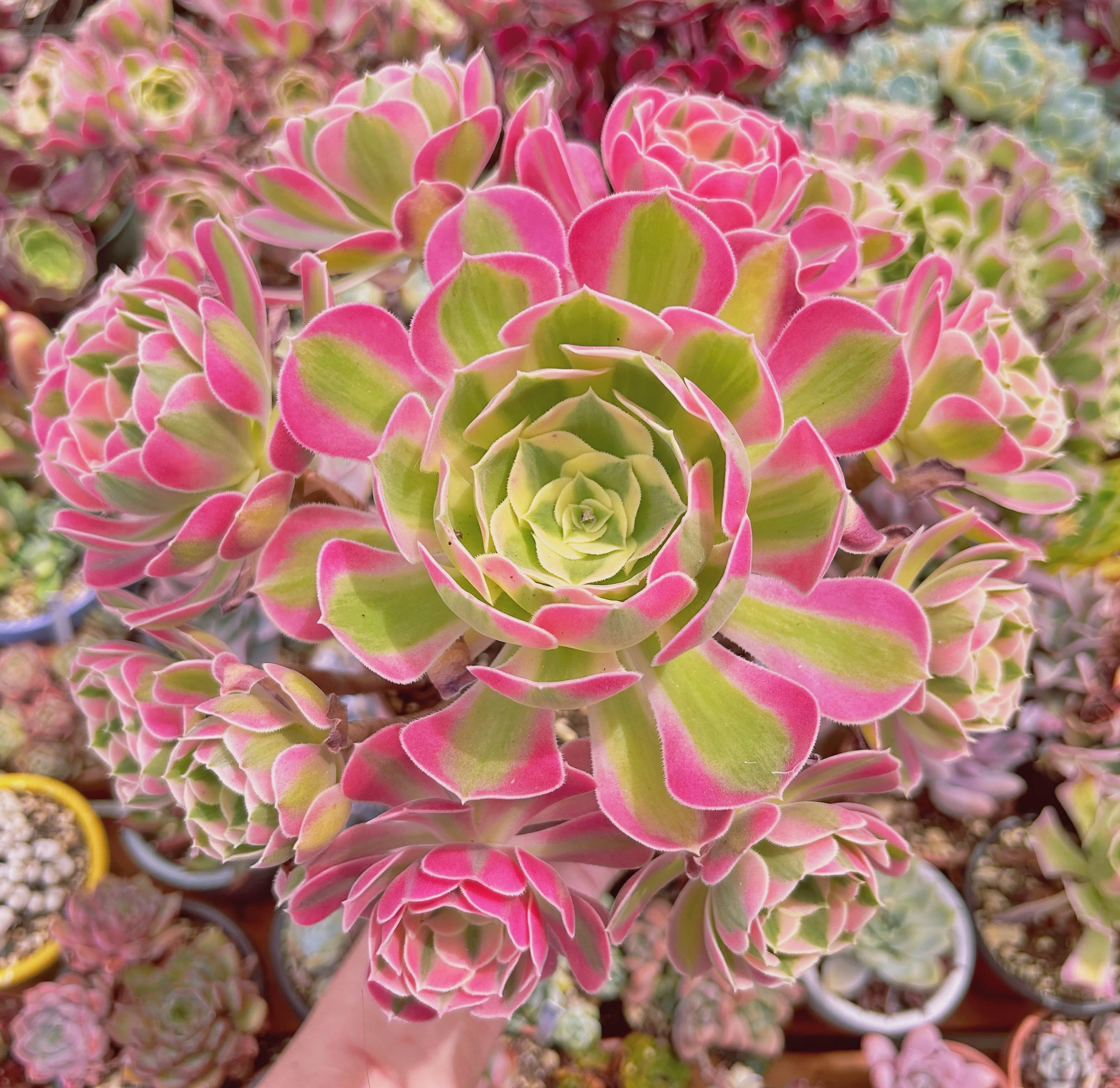 #1171現物アフラダイティ(Aeonium 'Pink Witch')   特大　抜き苗
