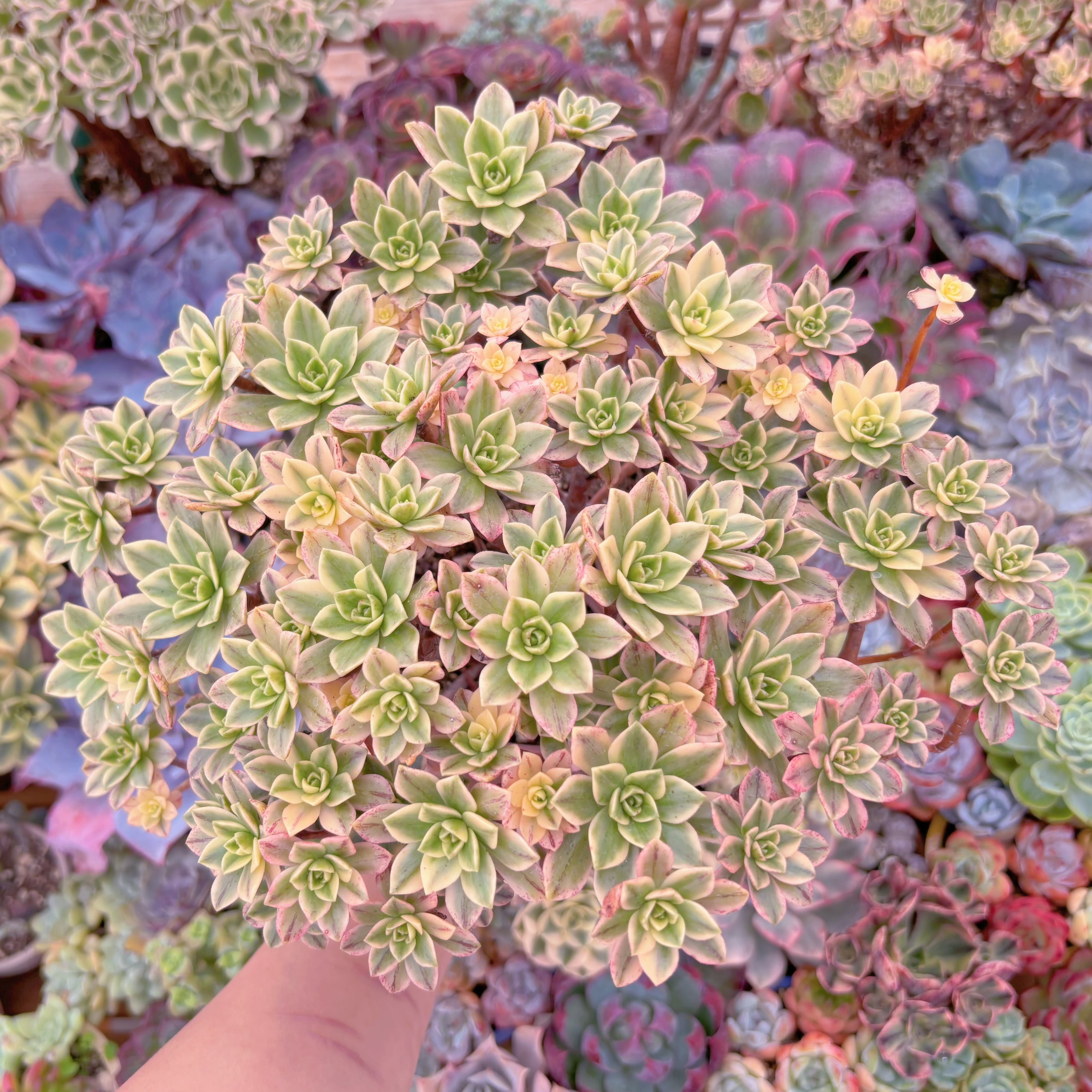 現品　sweet tea#934　大群生　るる農園