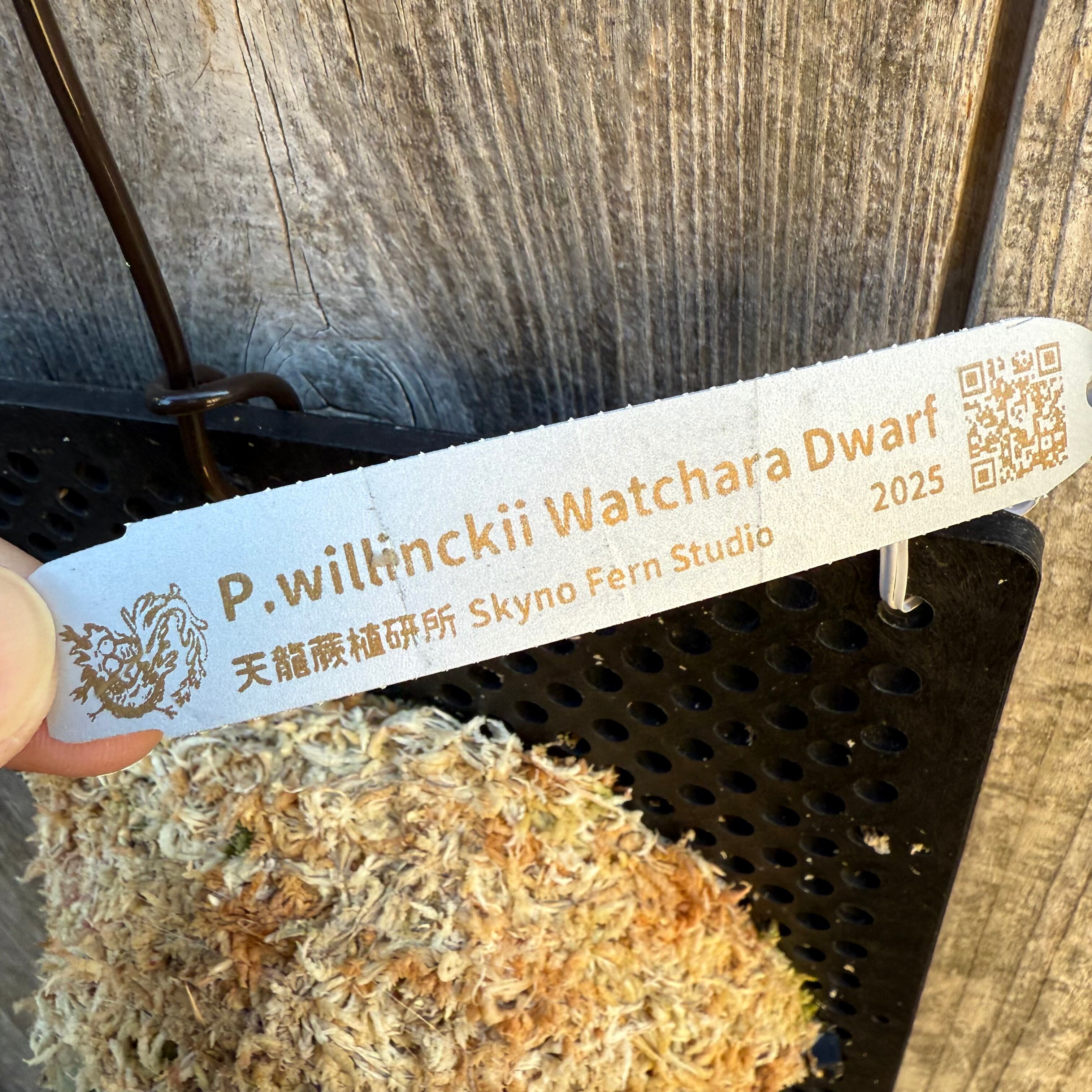 P. willinckii watchara sporelings dwarf (pup) | naturefix