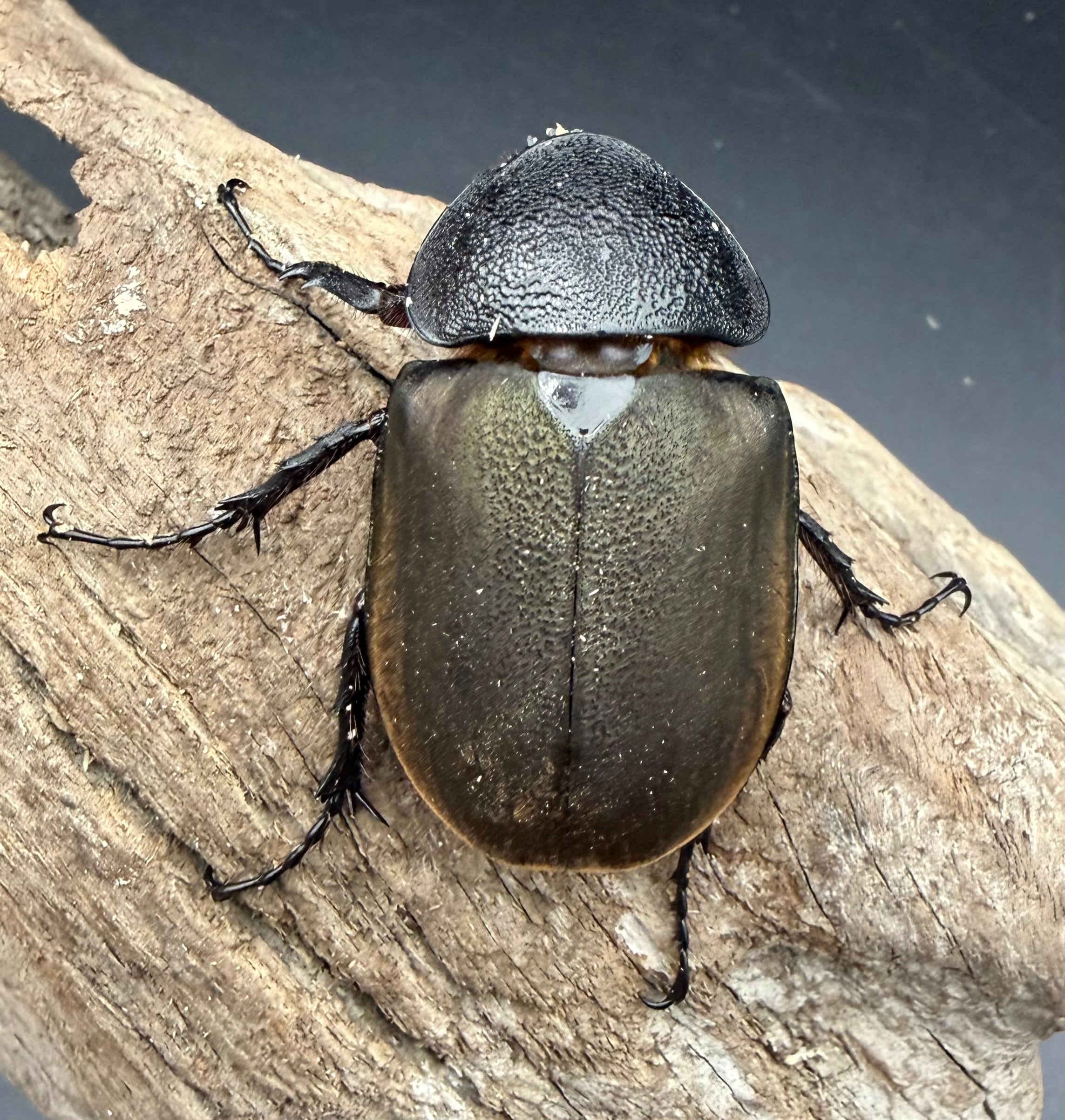 WD】《ジャワコーカサスオオカブト 111mm ペア》 | KPW公式オンライン