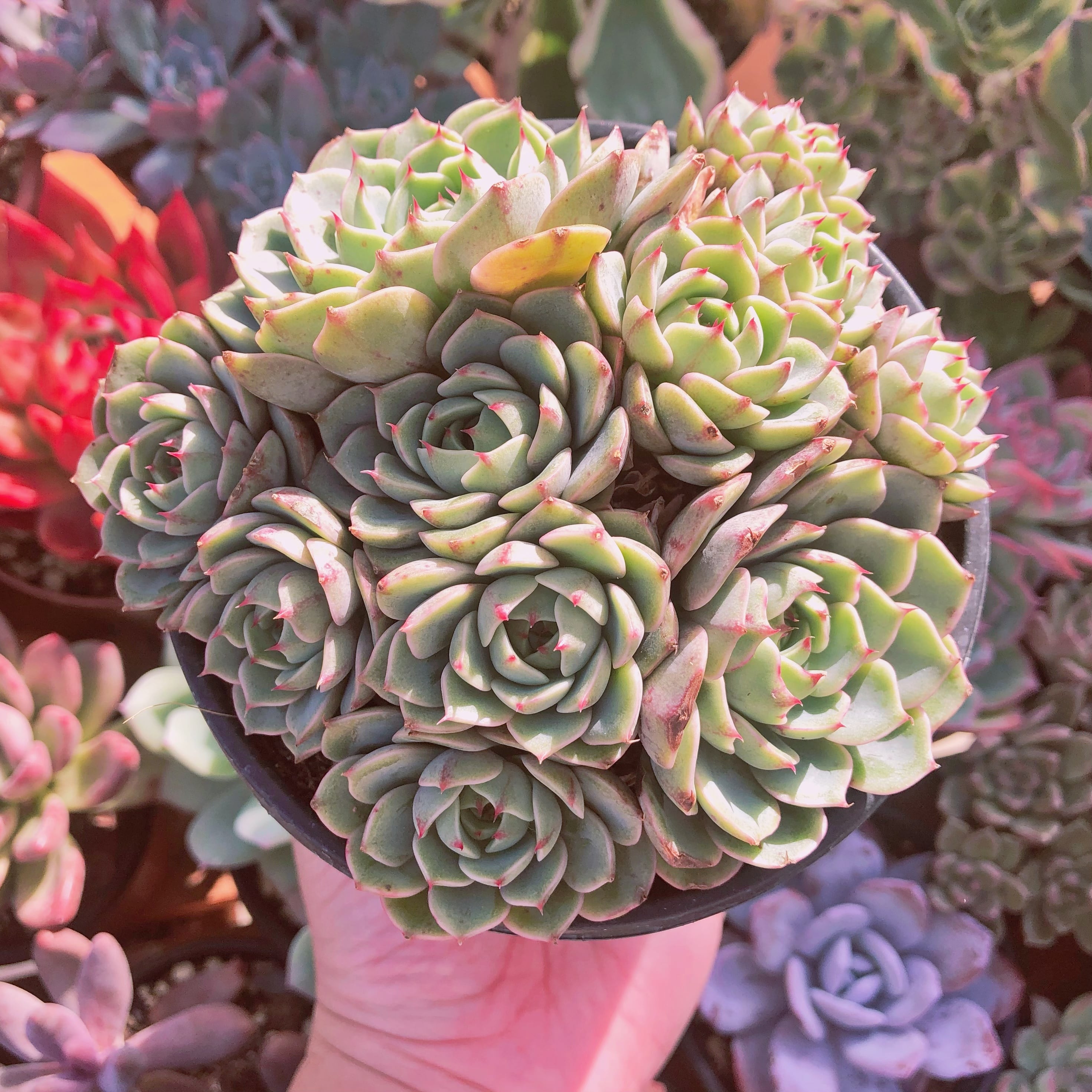 多肉植物　ベンバディス   特大群生　12センチ鉢