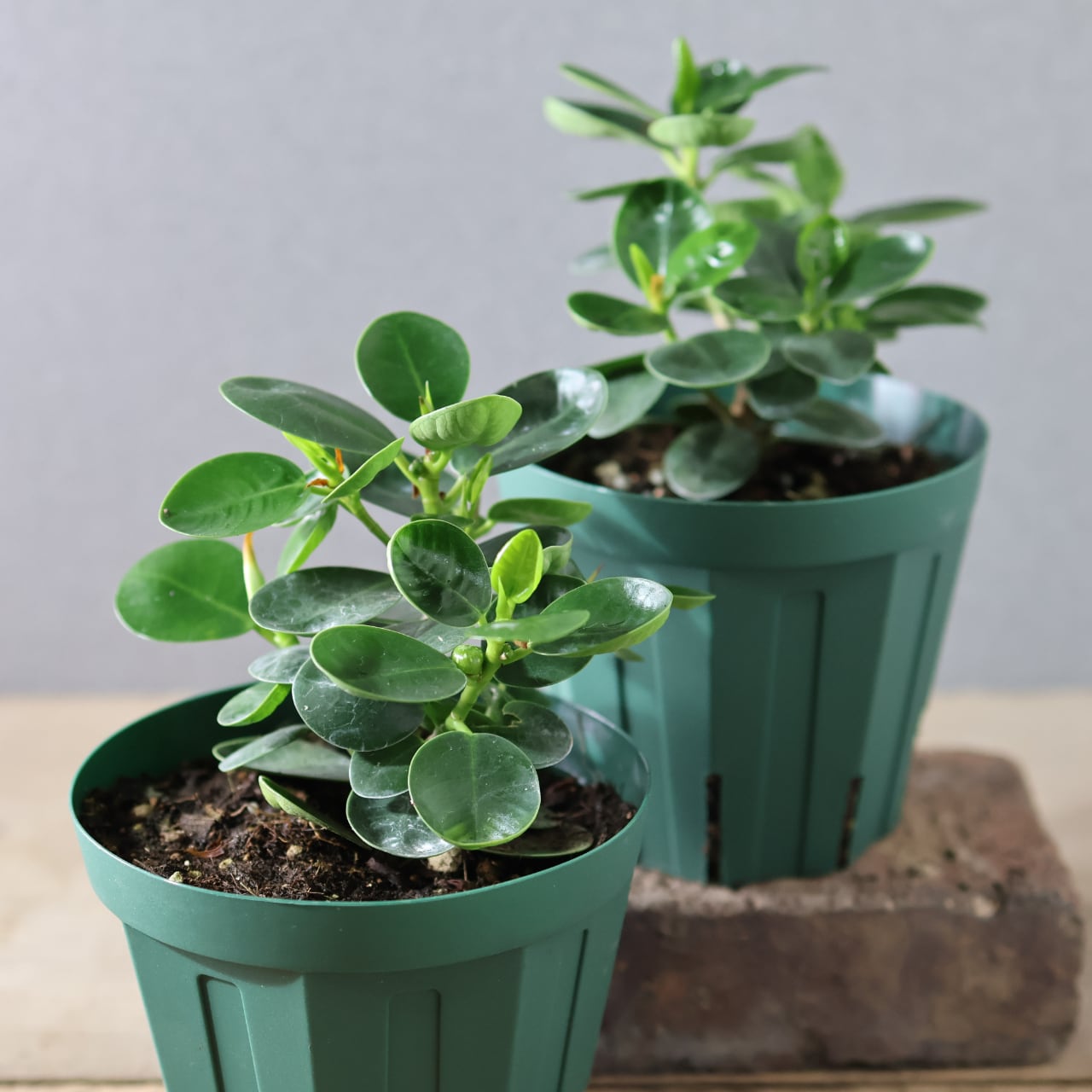パンダガジュマル パンダガジュマル 7号 陶器鉢 観葉植物 ガジュマルの