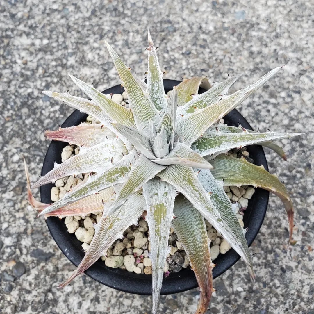 Dyckia（ディッキア） | レアプランツ通販サイトPlants Maniax