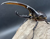 《ヘラクレス・ヘラクレス 144mm ペア》