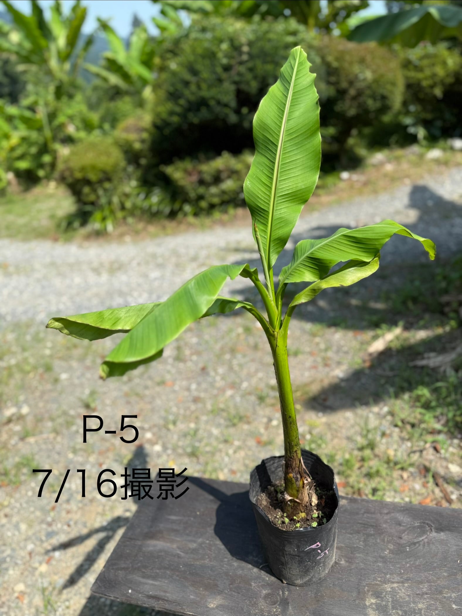 芭蕉の苗 P-5 ジャパニーズバナナ バナナ バショウ 観葉植物 南国植物