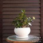 盆栽 パンダガジュマル 5号 陶器鉢 ピック付 観葉植物 コパンダ ガジュマルの木 1017WHｰ1