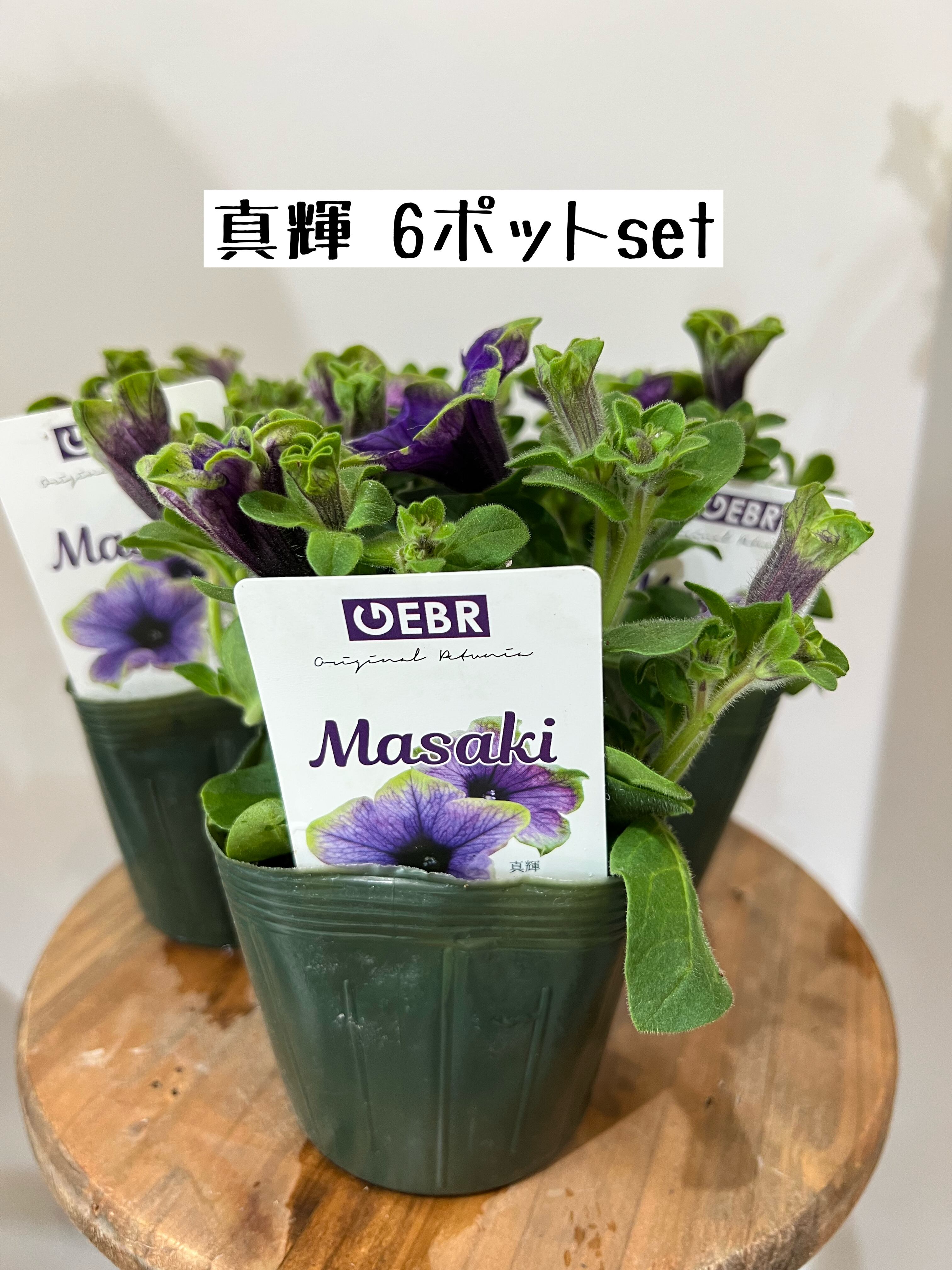 サマーセール。ブーゲンビリア 盆栽 紫花 ブーゲンビリア盆栽の販売