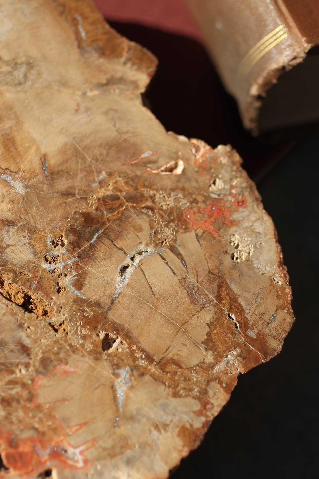 ペトリファイドウッド プレート |  Petrified Wood Plate ◇ 天然石・鉱物・パワーストーン | st00408