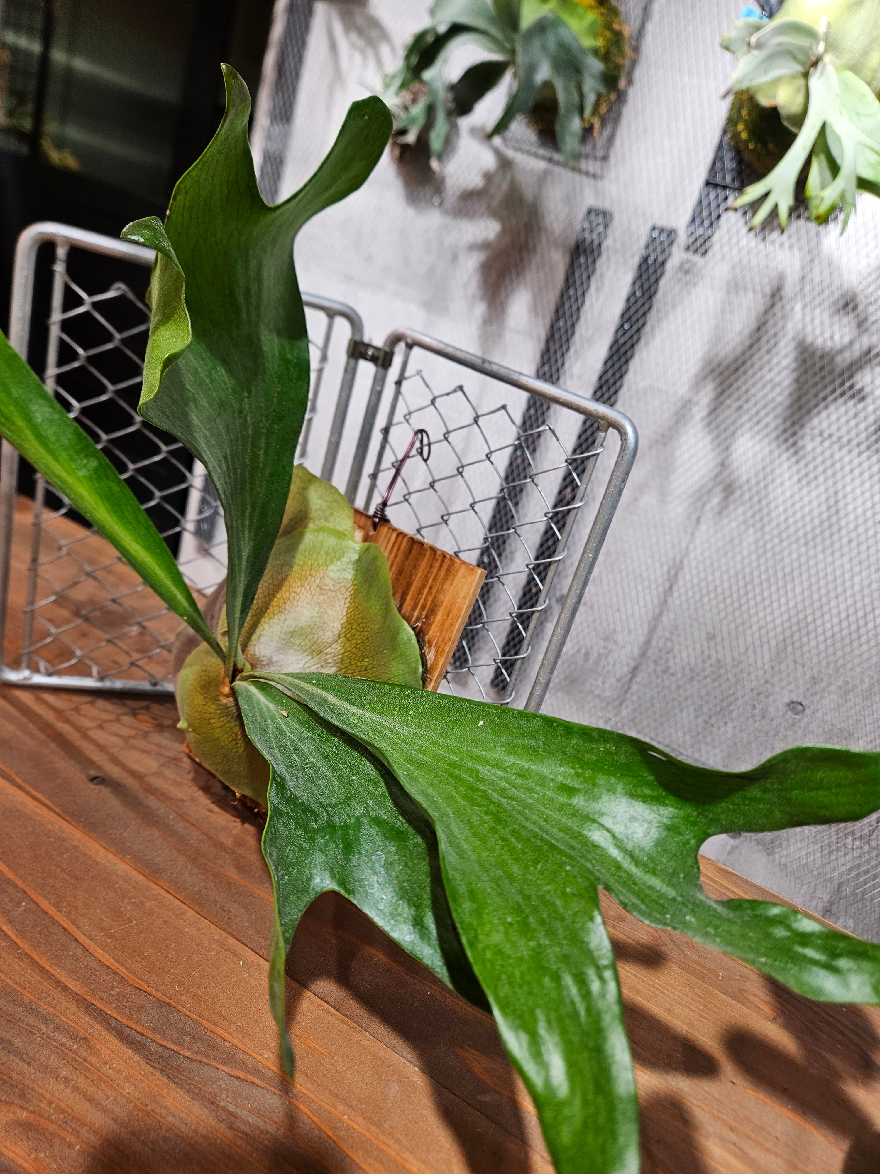 P.hillii cv. hand of ghost【artPLANTs/PLANTS GARAGE】ビカクシダ