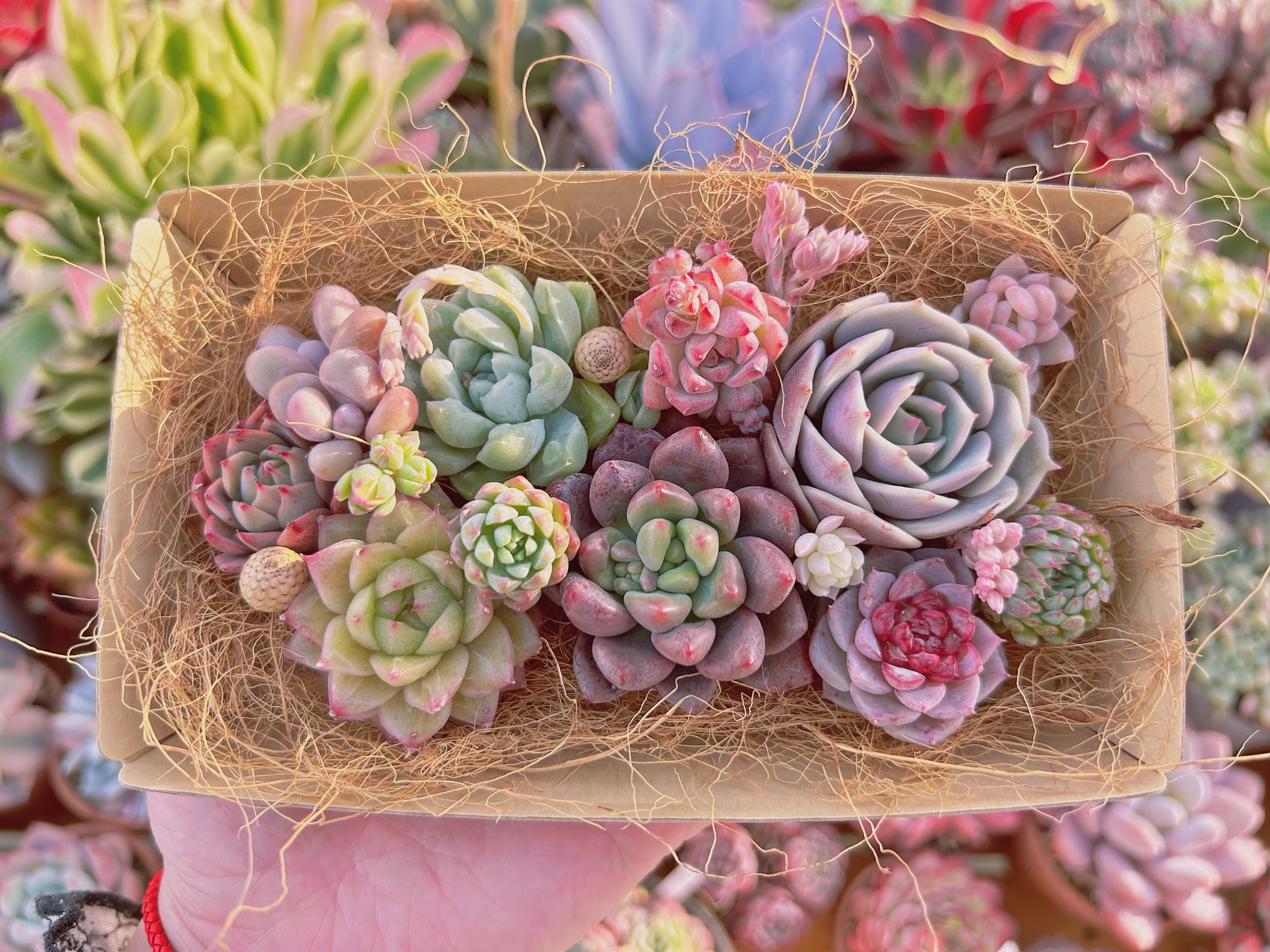 #557現物　多肉お弁当　トレーのまま発送