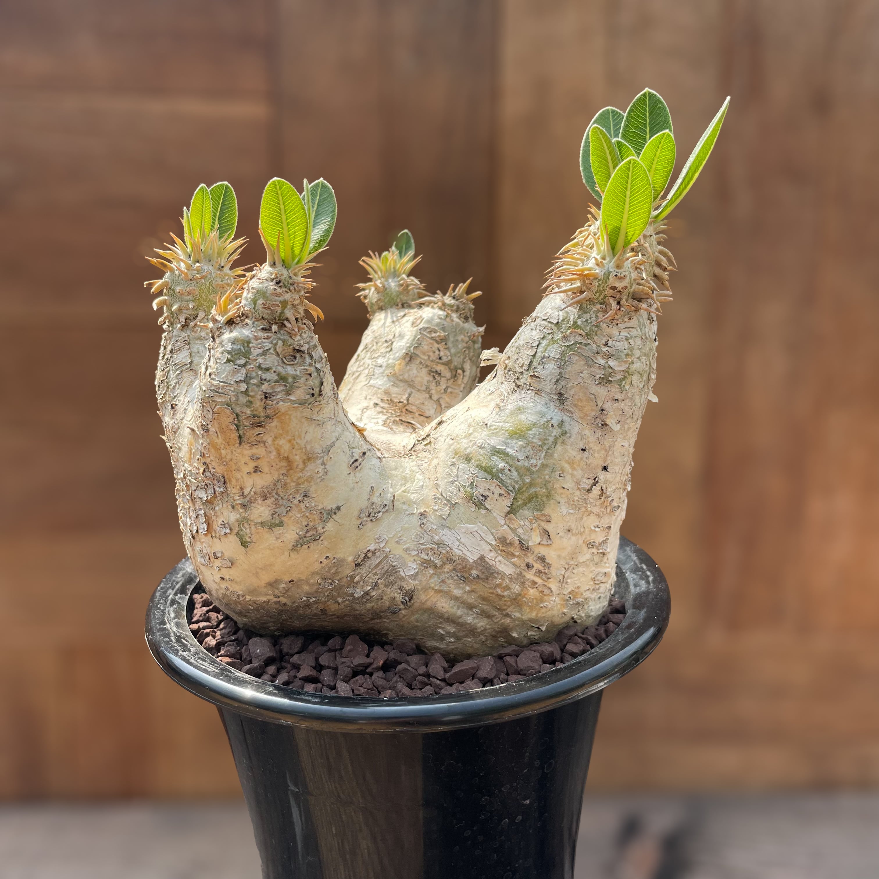 Pachypodium rosulatum var.eburneum【パキポディウム・エブレネウム 