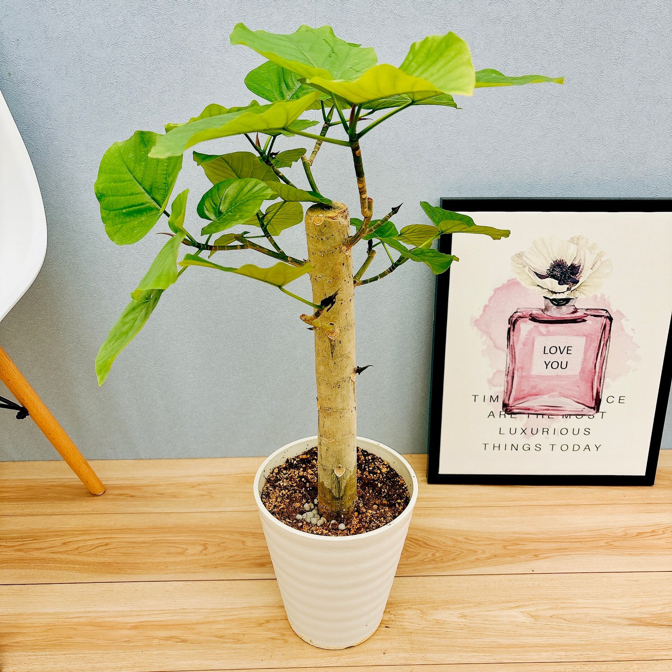 フィカス ウンベラータ 極太 ゴムの木 植物 インテリア 【公式通販】