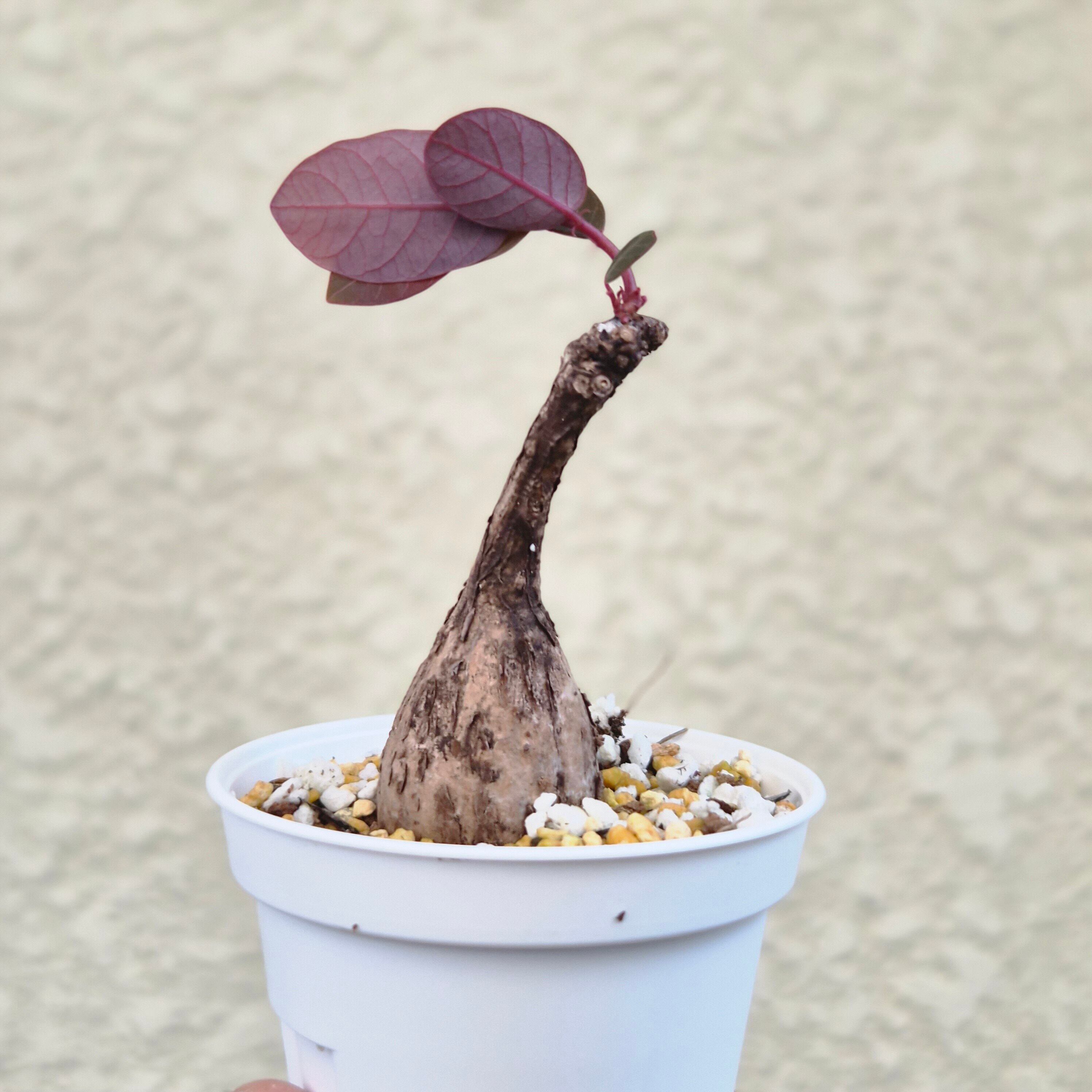 ⑧Sサイズ〚フィランサス・ミラビリス〛Phyllanthus Mirabilis 塊根植物 コーデックス ポット発送