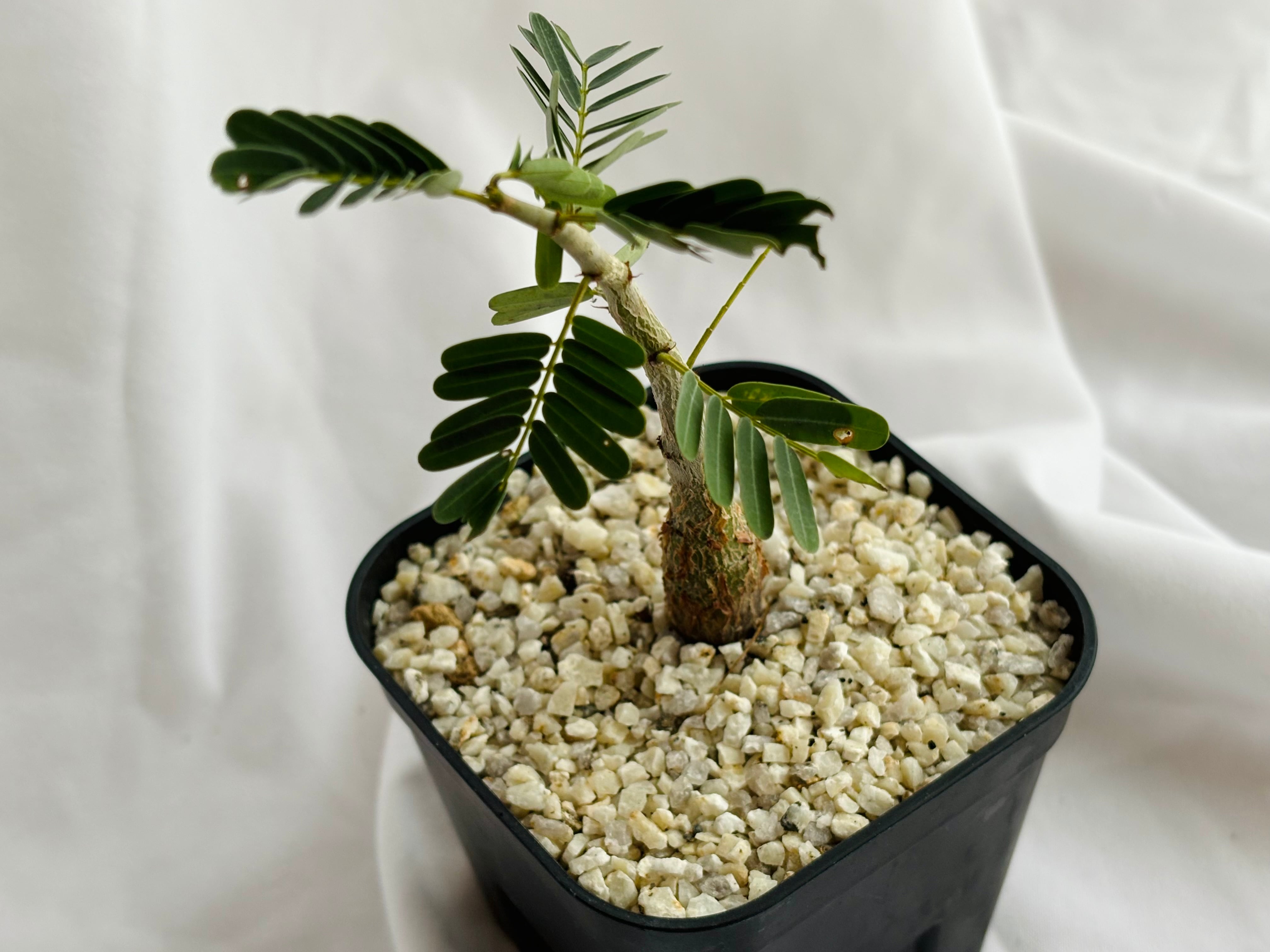 Senna meridionalis センナ メリディオナリス 塊根植物 多肉植物