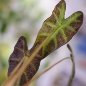 アロカシア バンビーノ イエロー / Alocasia bambino variegated 'Yellow'⑰ / 観葉植物