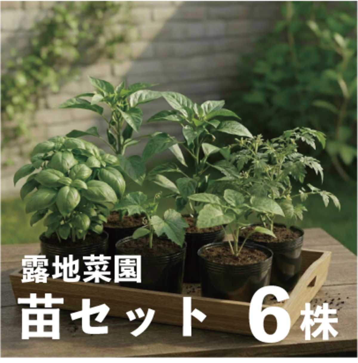 露地菜園セット・6株【家庭菜園／野菜の苗／無農薬／農薬不使用／固定 
