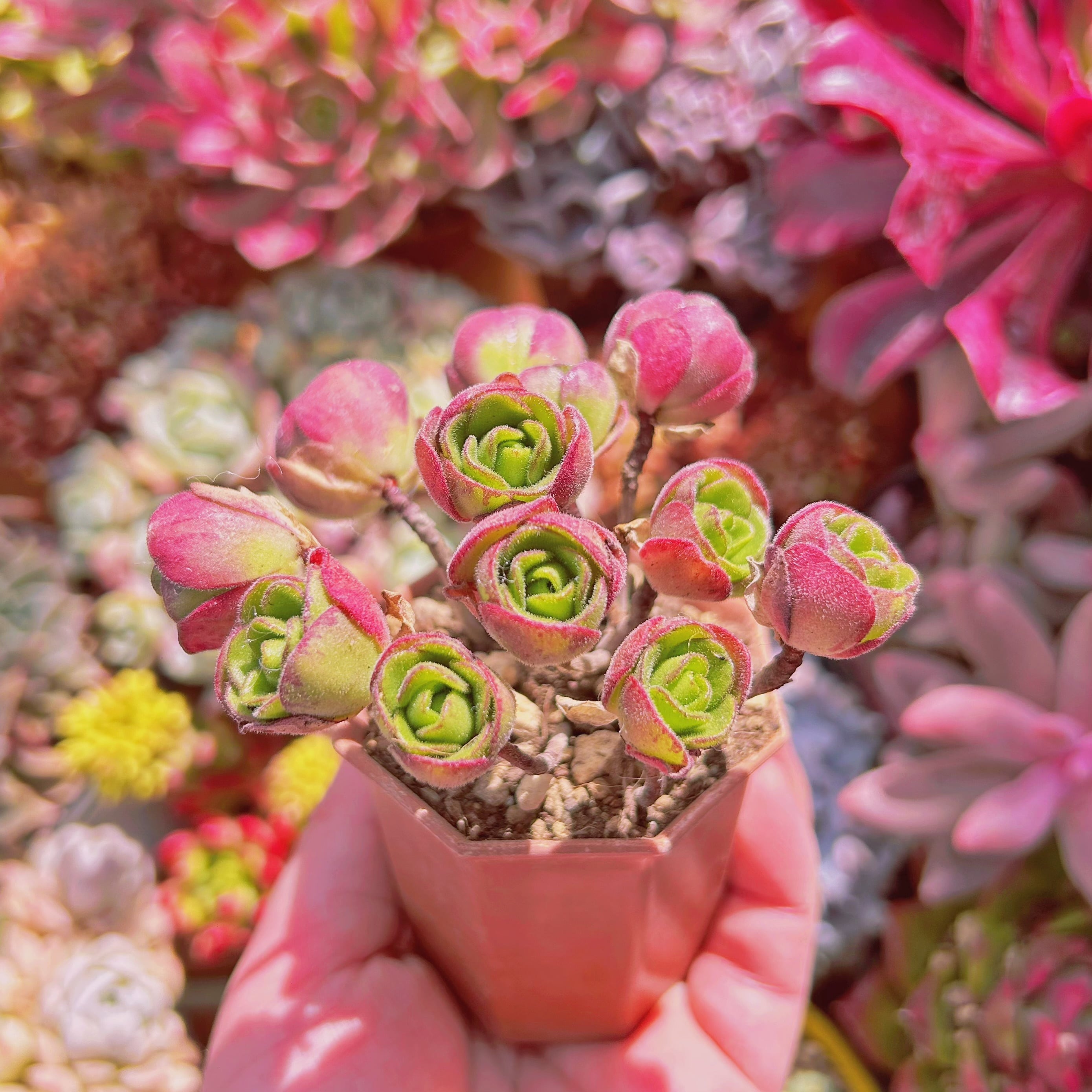 多肉植物　アドニス（Aeonium saundersii）　5頭以上