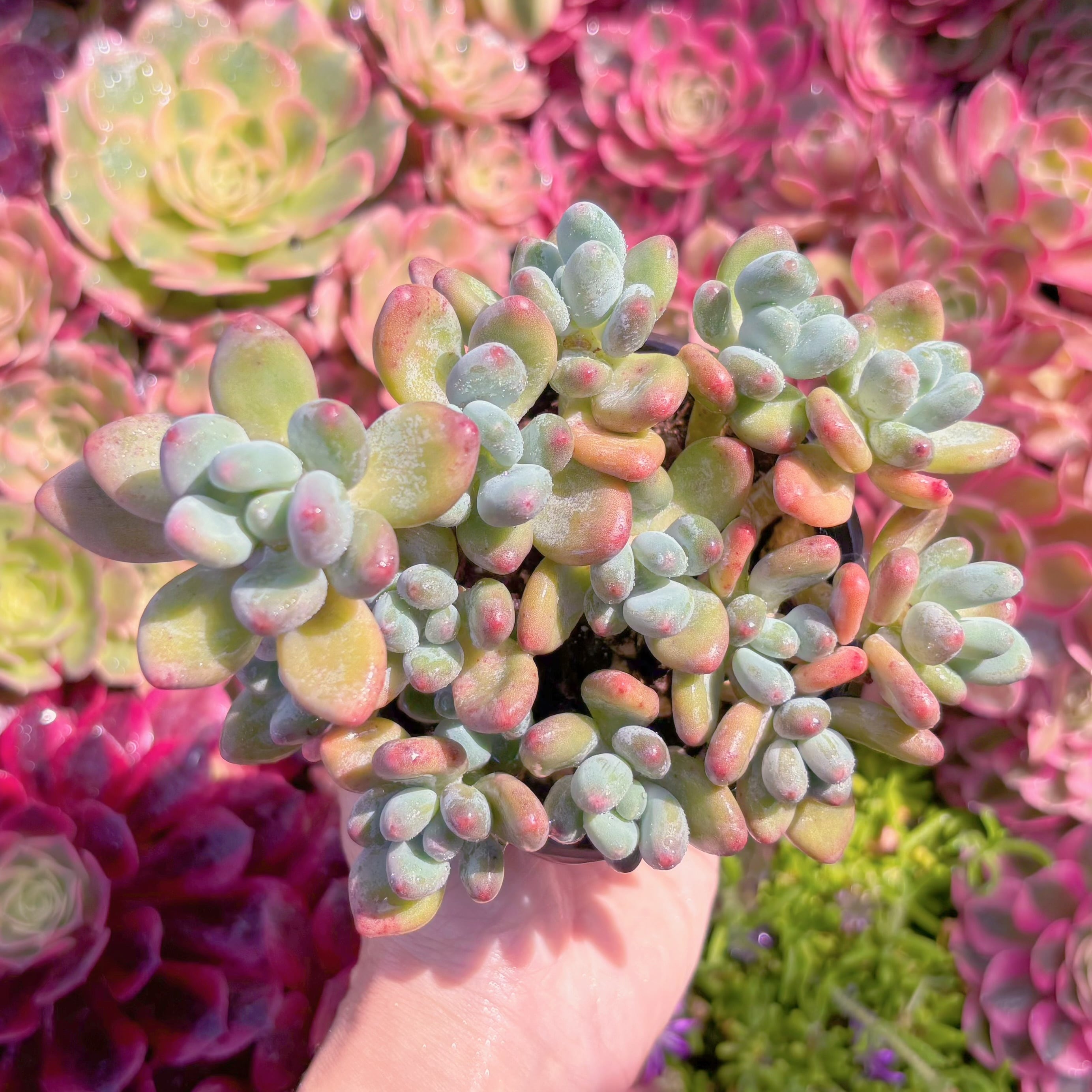 多肉植物　アップル美人　新入荷　るる農園