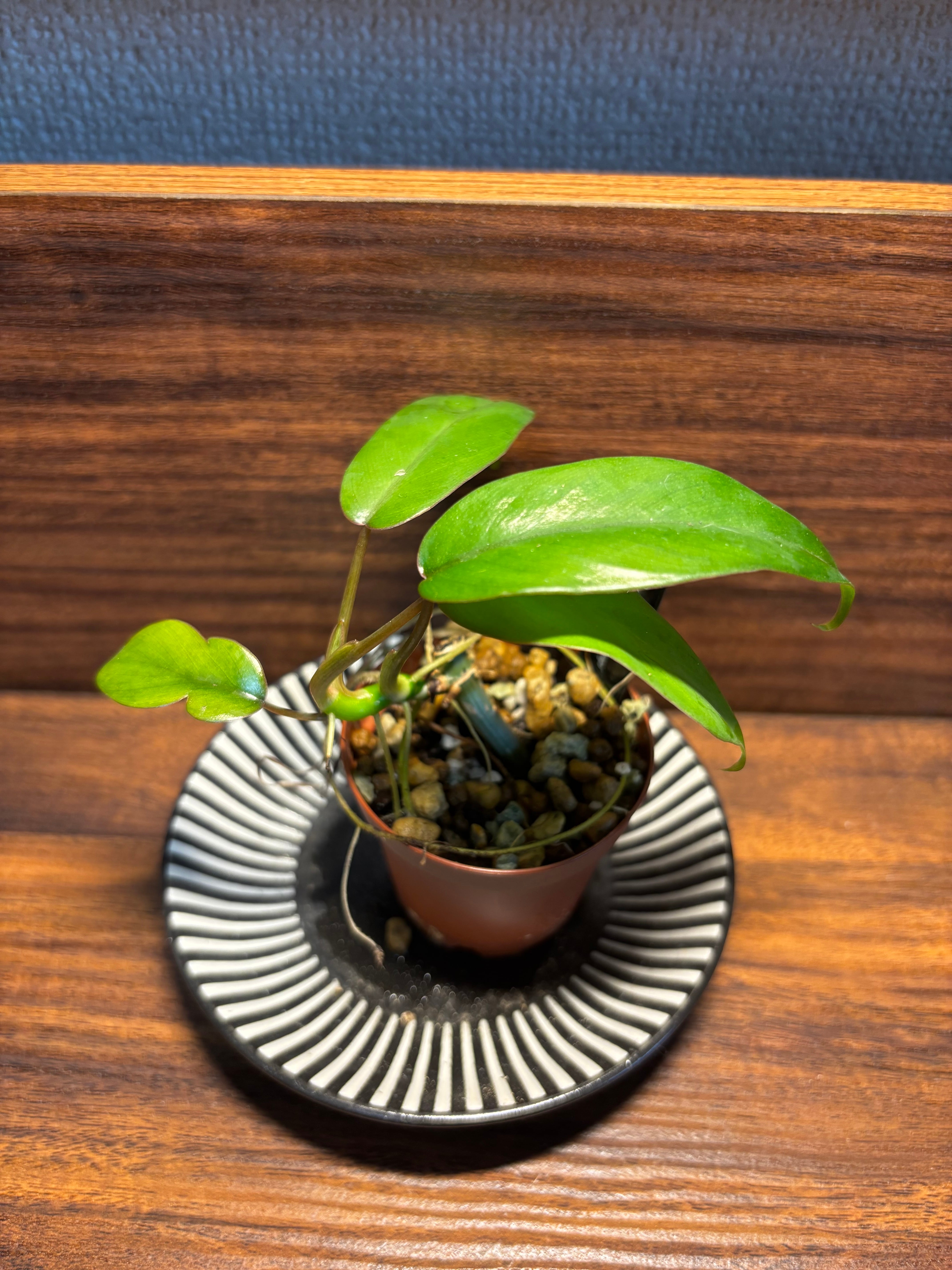 SCALE_VIVARIUM | 蝉ノナキガラ