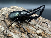 【WD】《ジャワコーカサスオオカブト 105mm ペア》