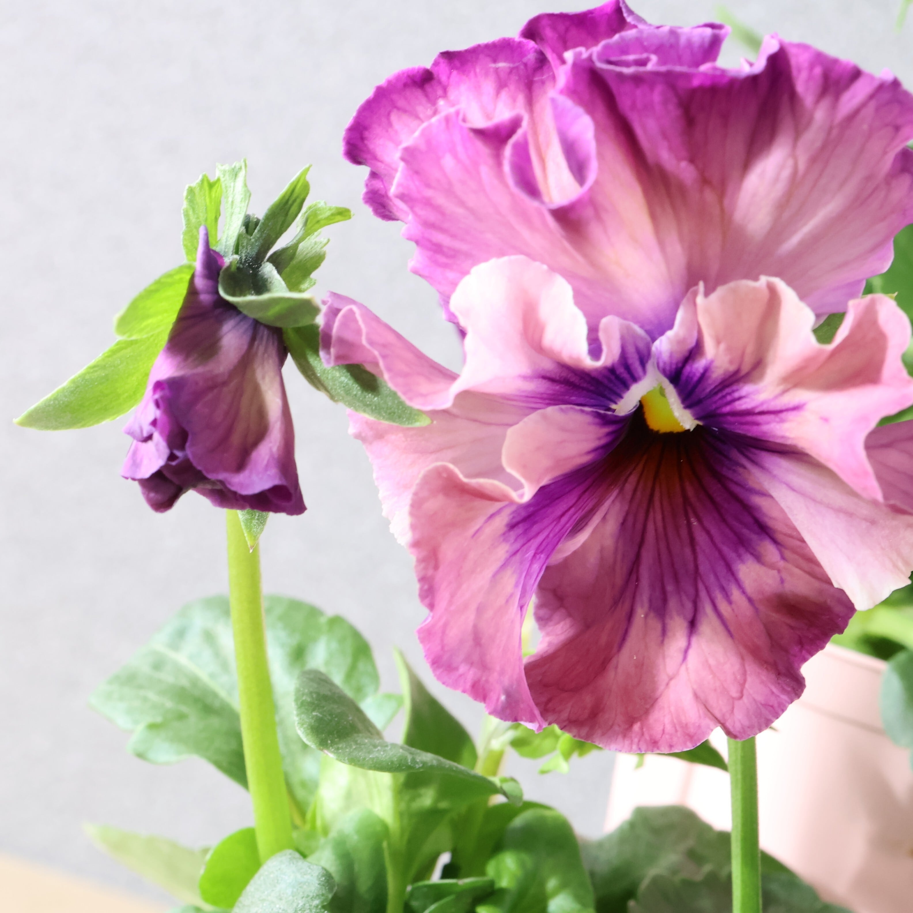 480 桂楓園さんオリジナルのフリル咲きパンジー『フェデネージュ モネ