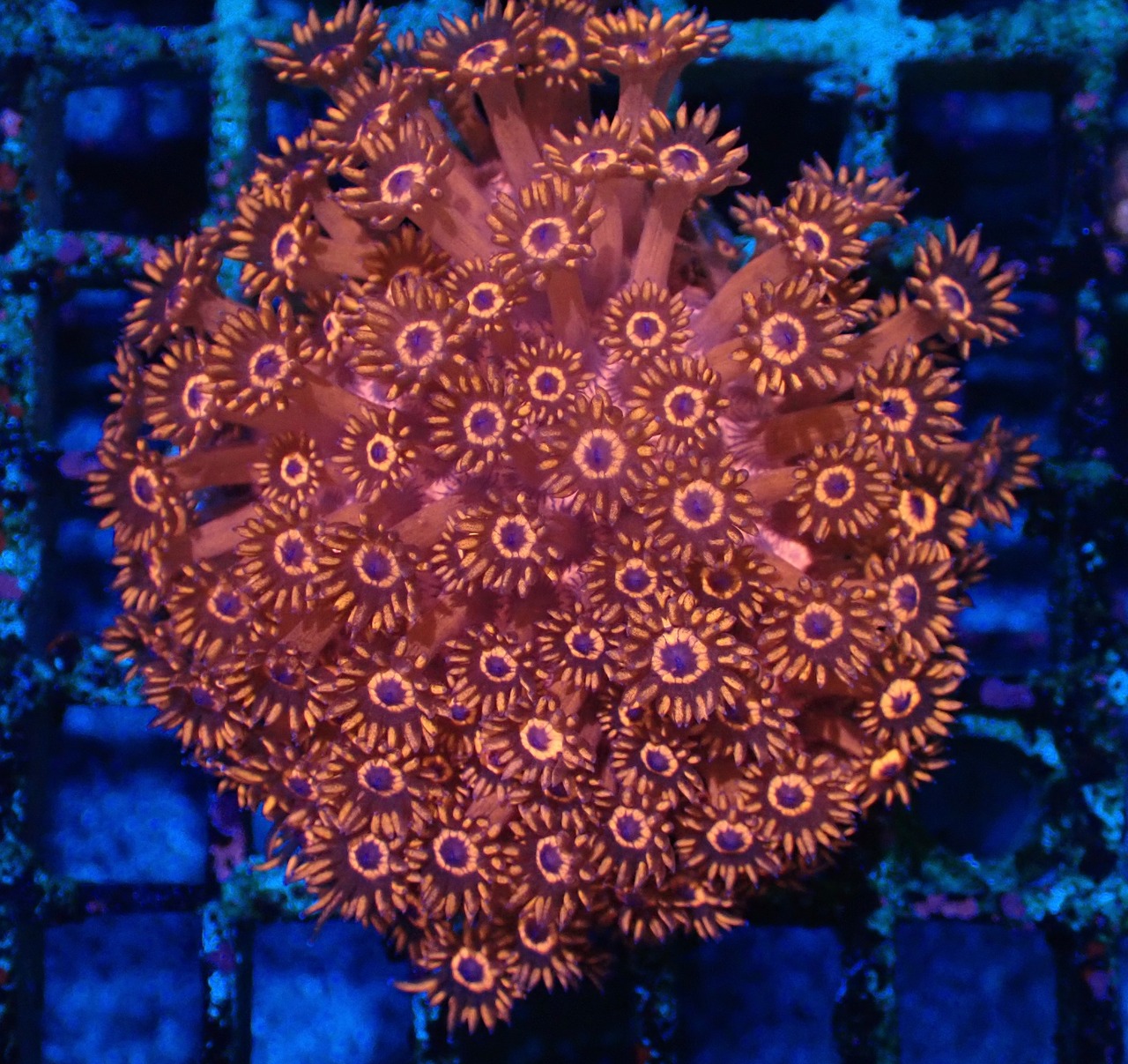 【現地買付】Goniopora FromMakassar 7
